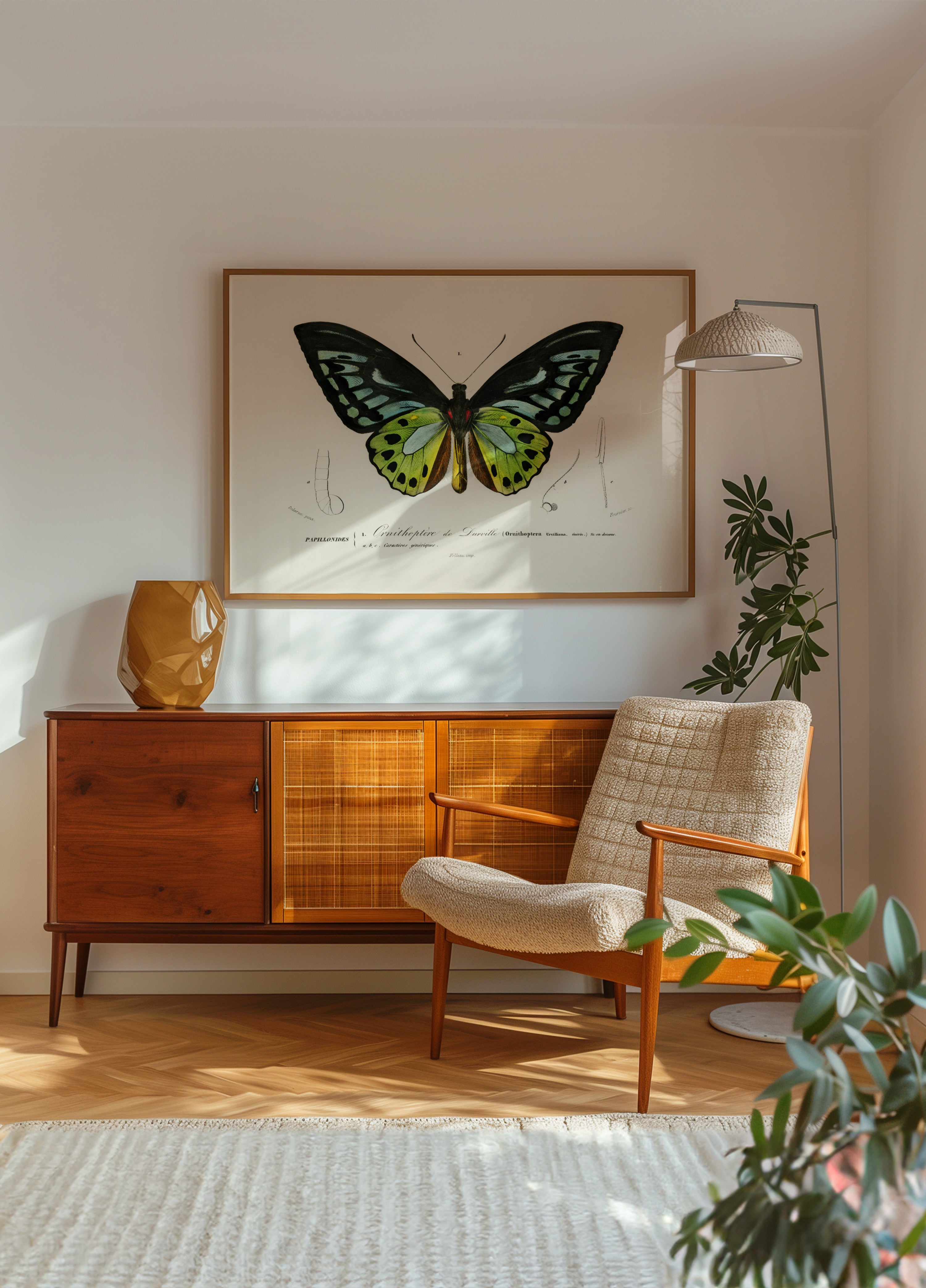 Green Birdwing Butterfly