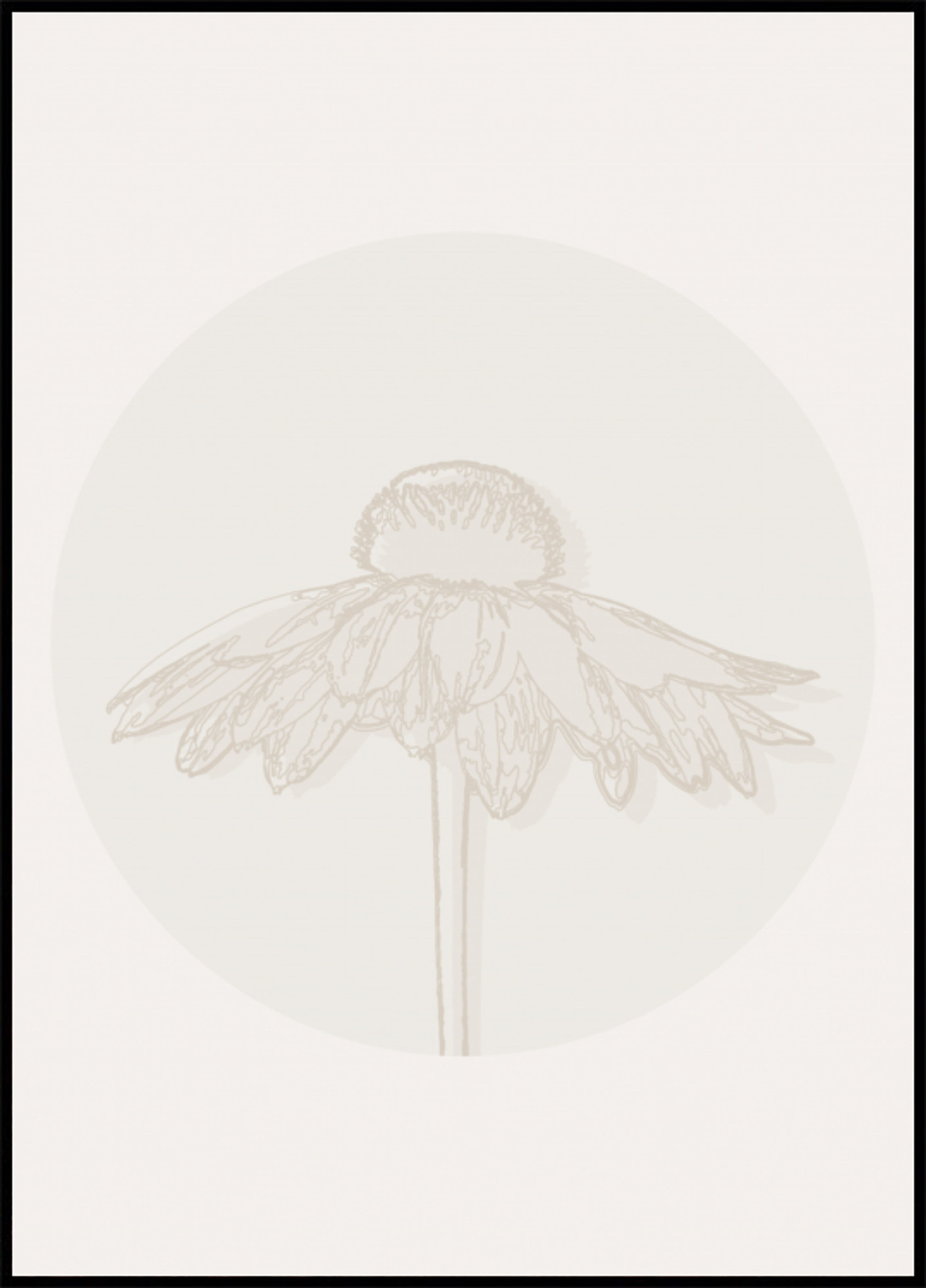 Minimalist Coneflower Bloom