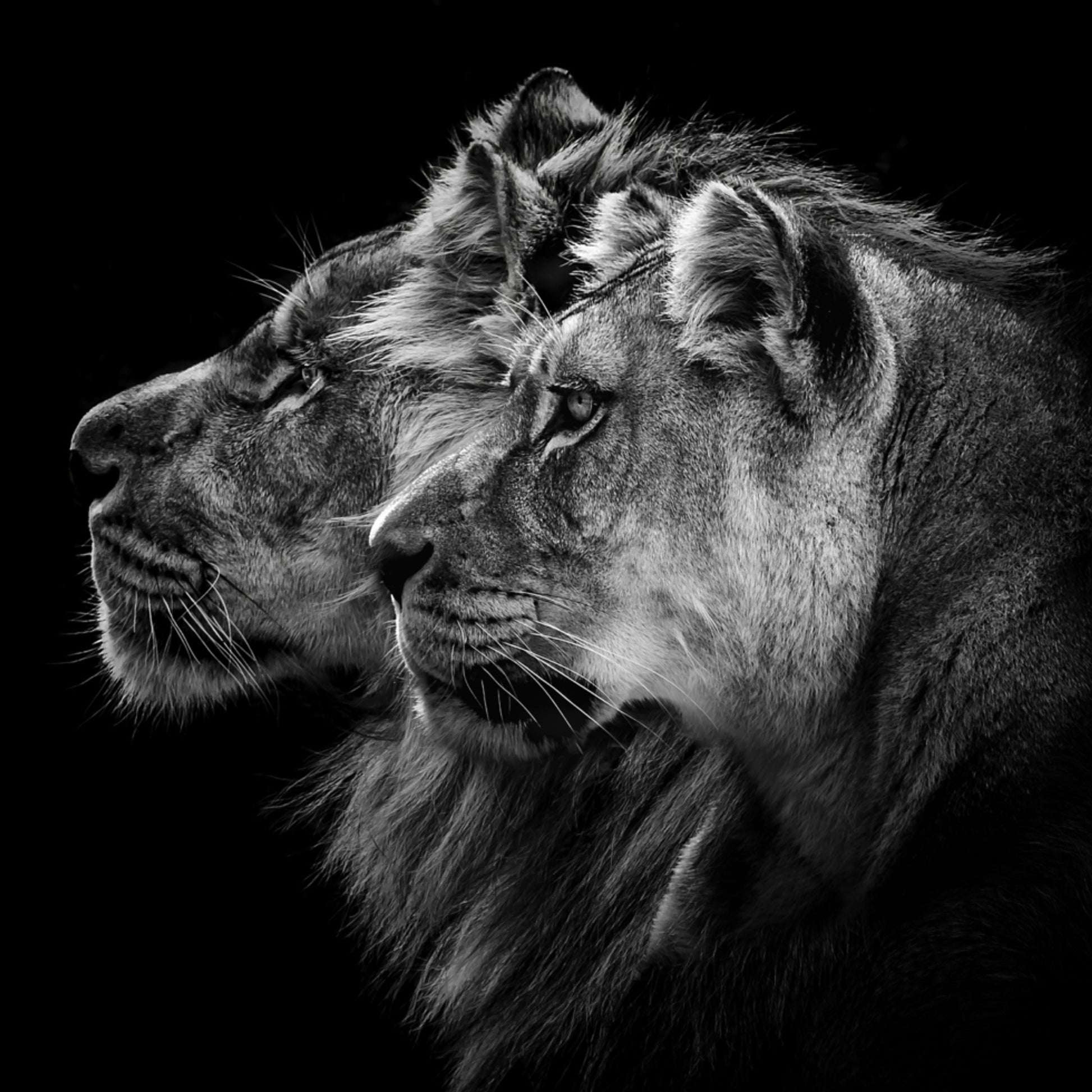 Regal Lion Pair
