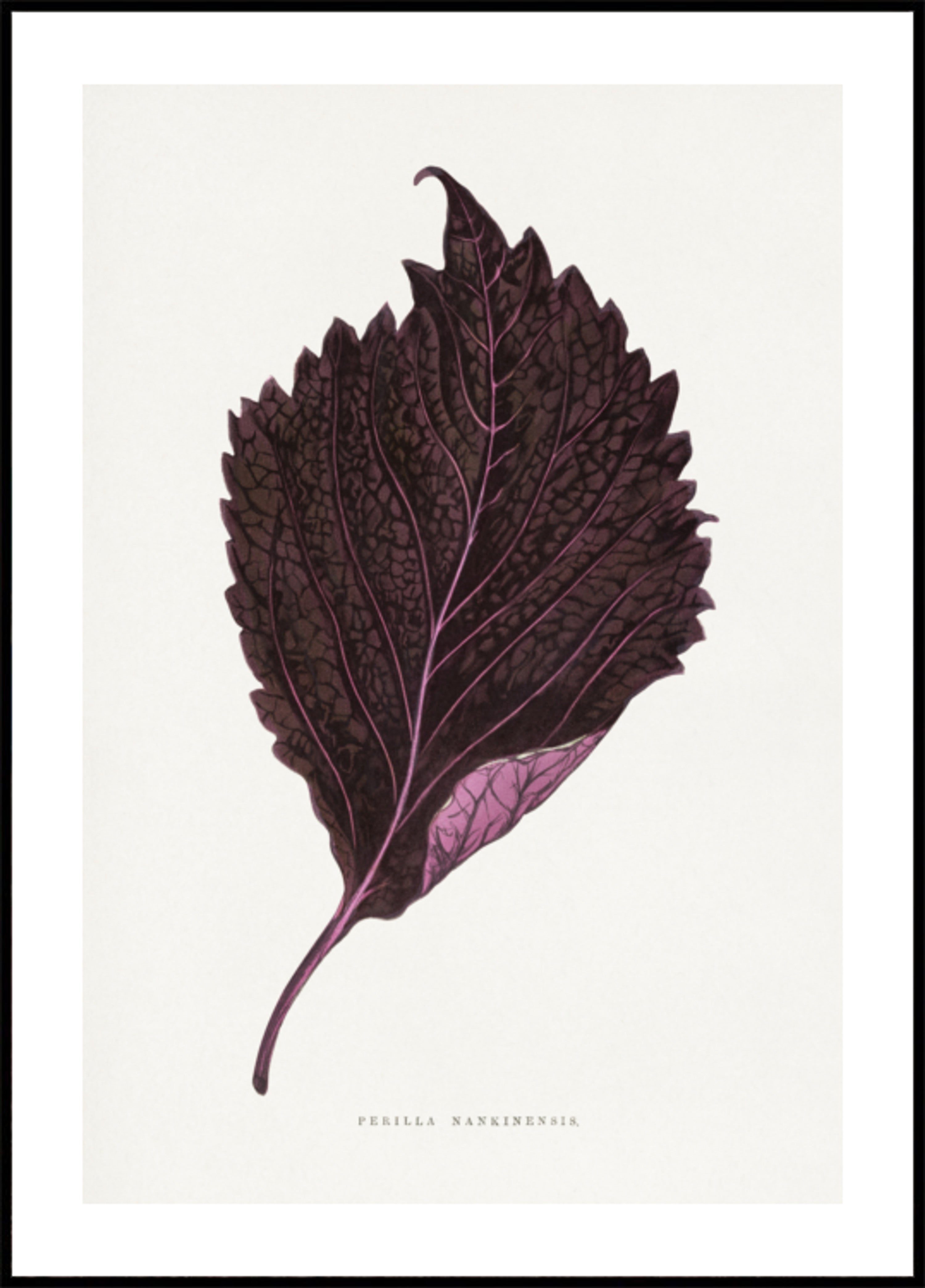 Pink Perilla Nankinensis Leaf Illustration