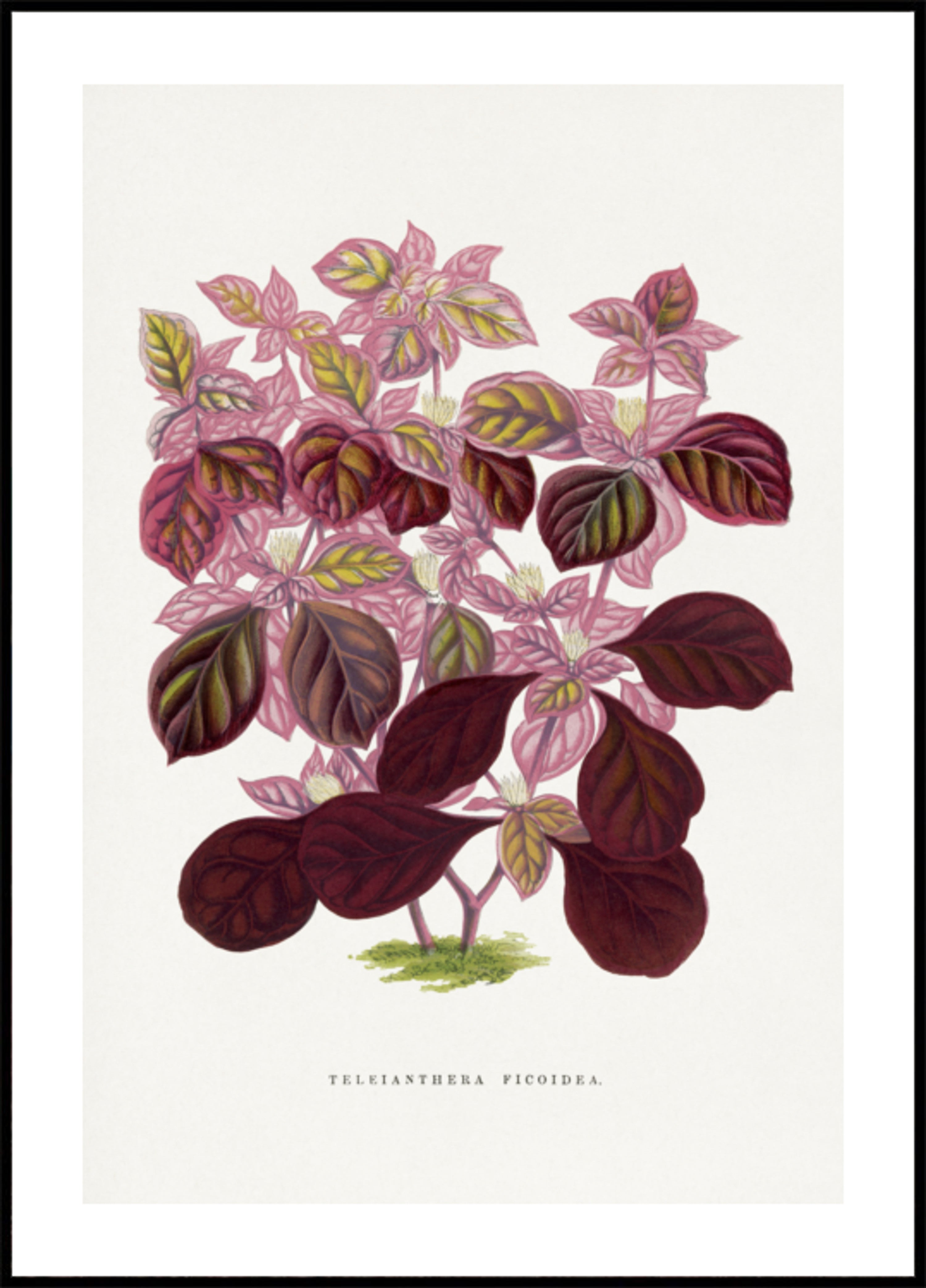 Pink Teleianthera Ficoidea Leaf Illustration