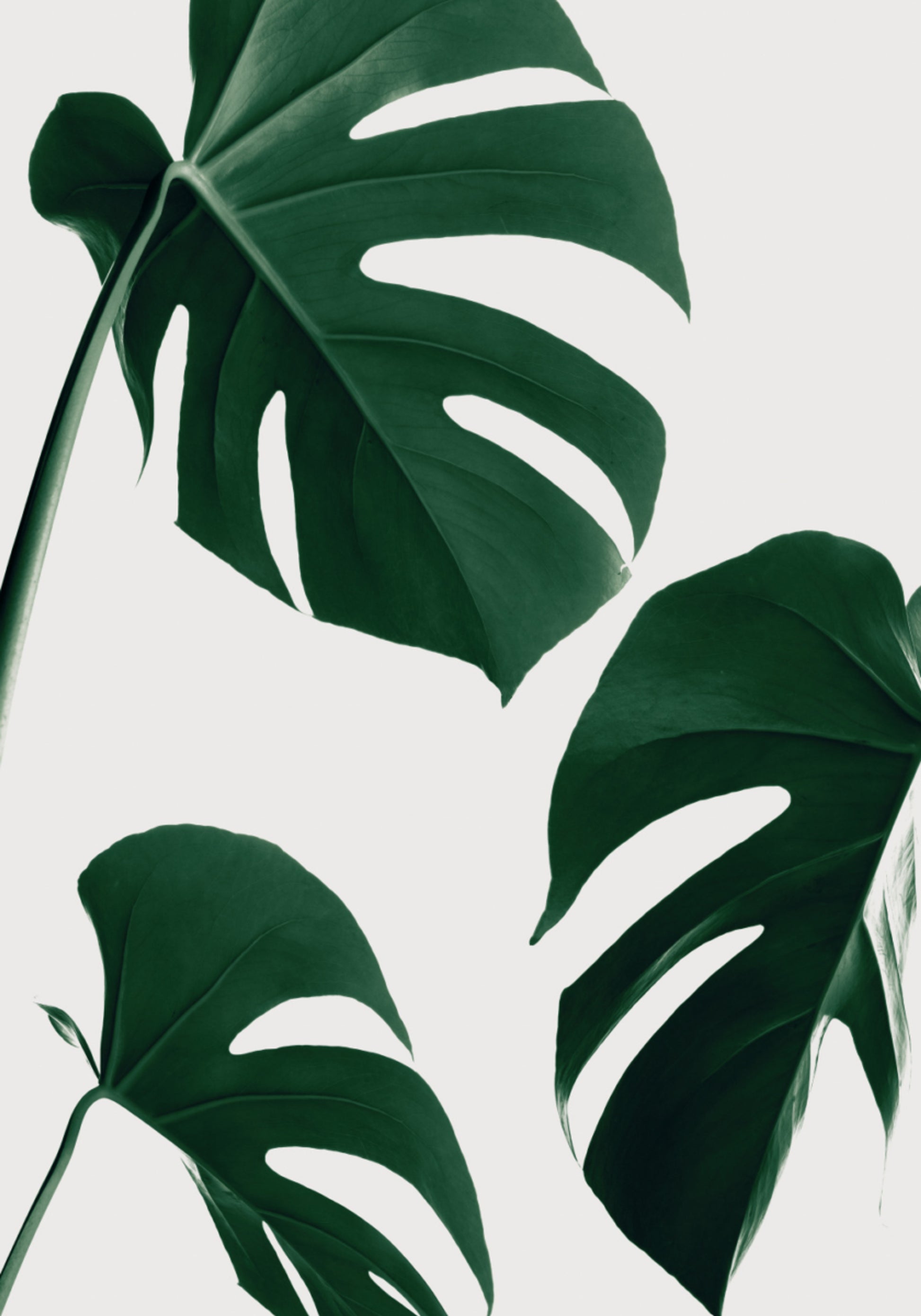 Fresh Green Monstera Leaves