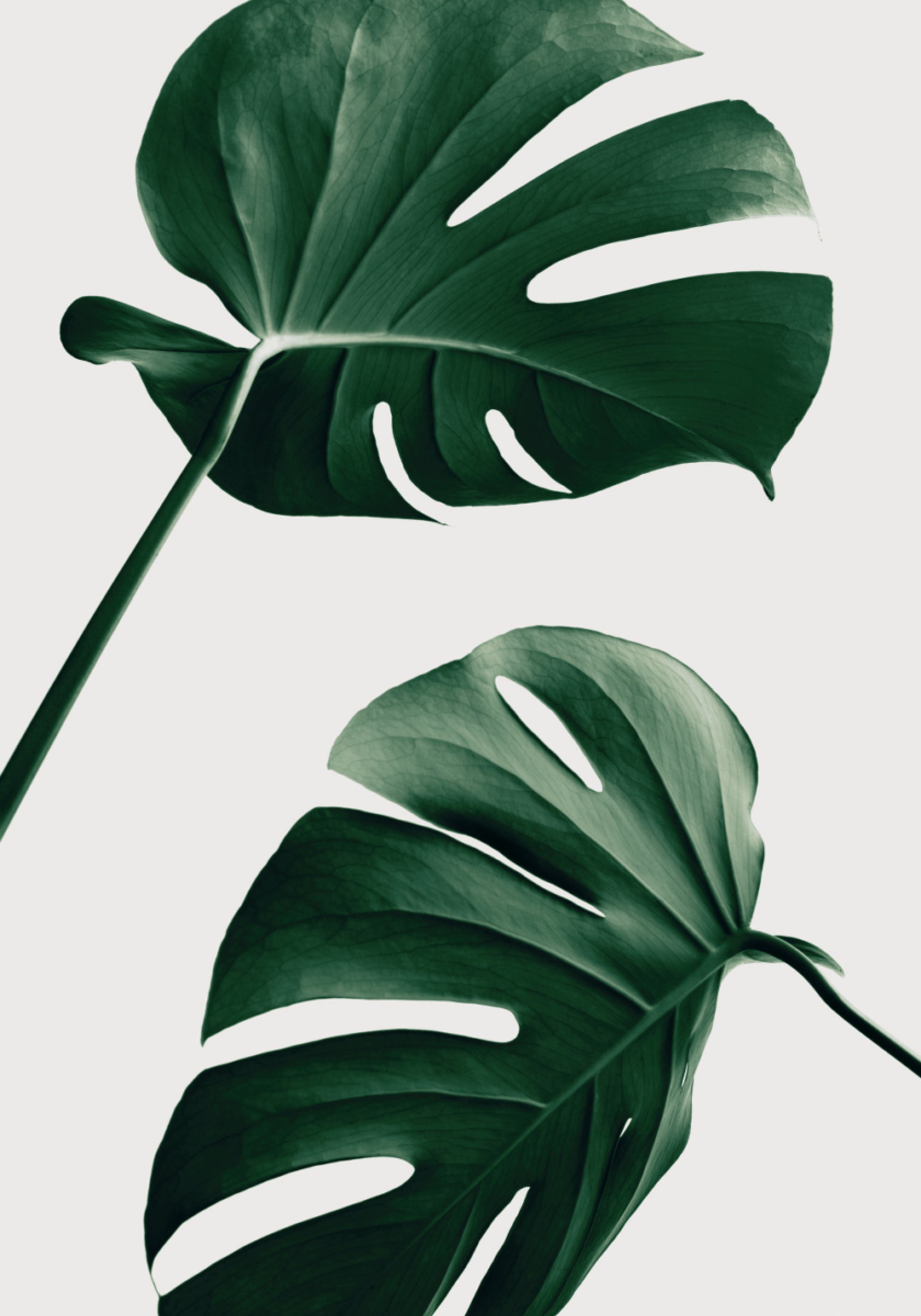Tropical Monstera Leaves