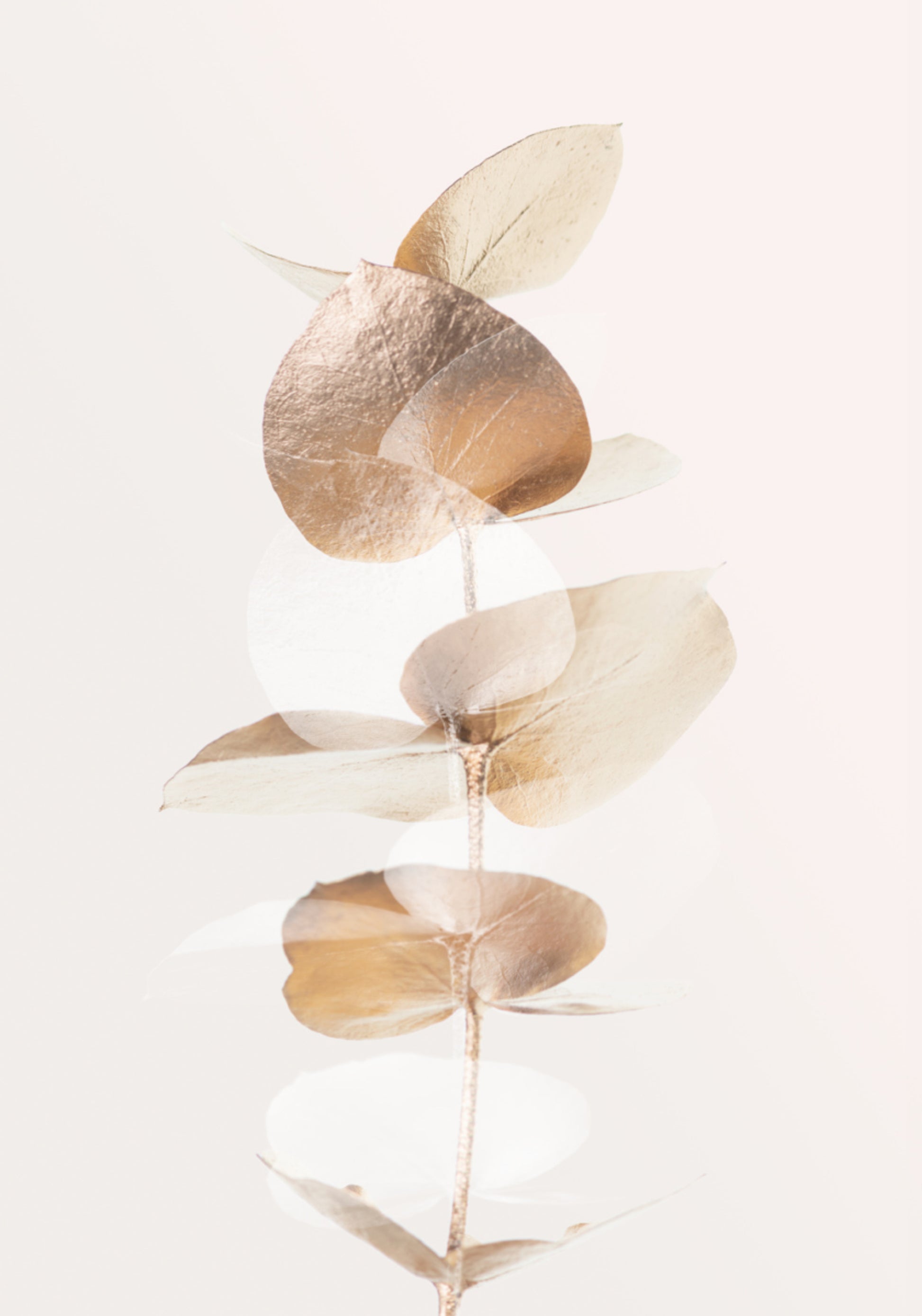 Golden Eucalyptus Branch