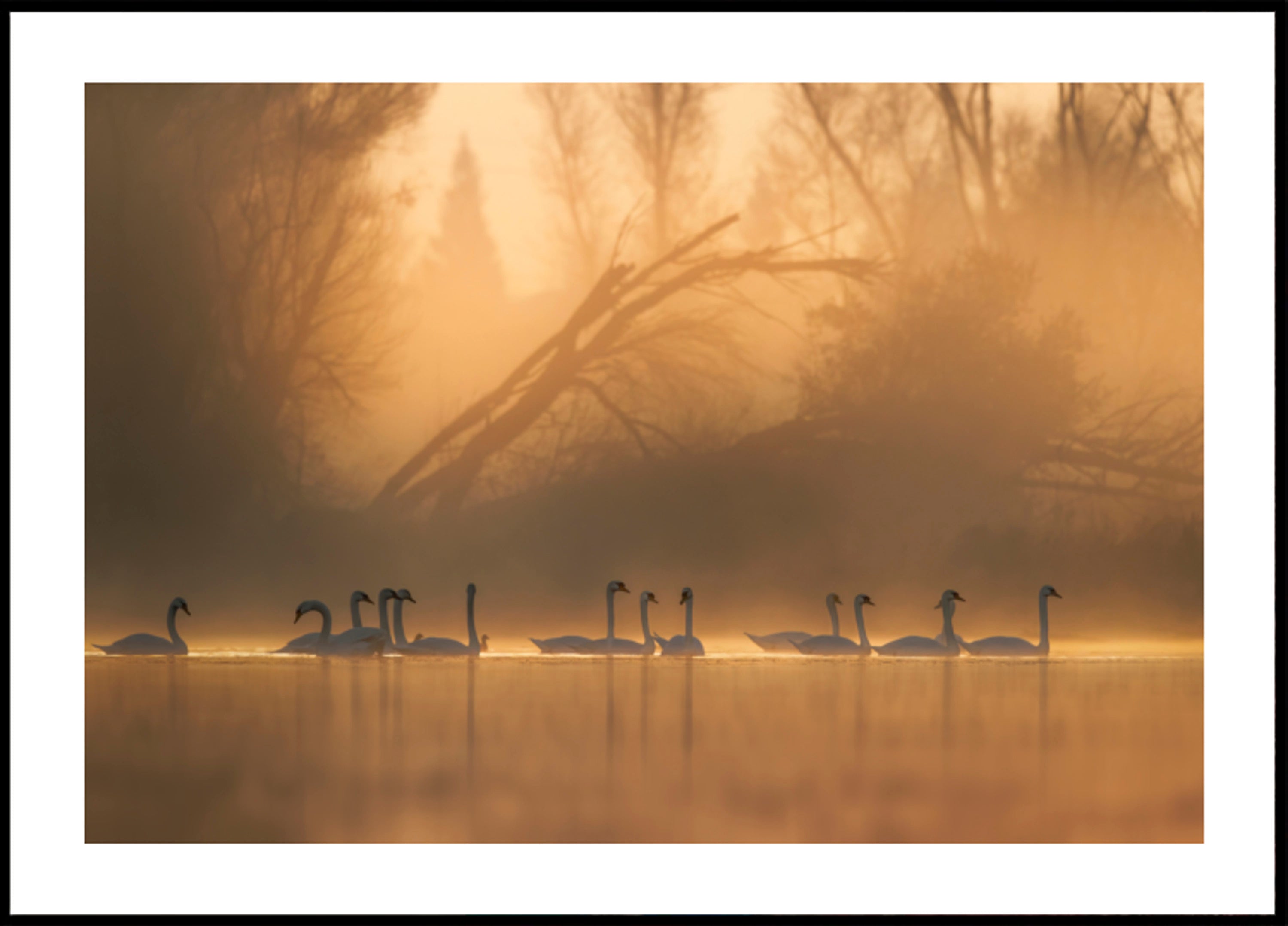 Swans in Golden Mist