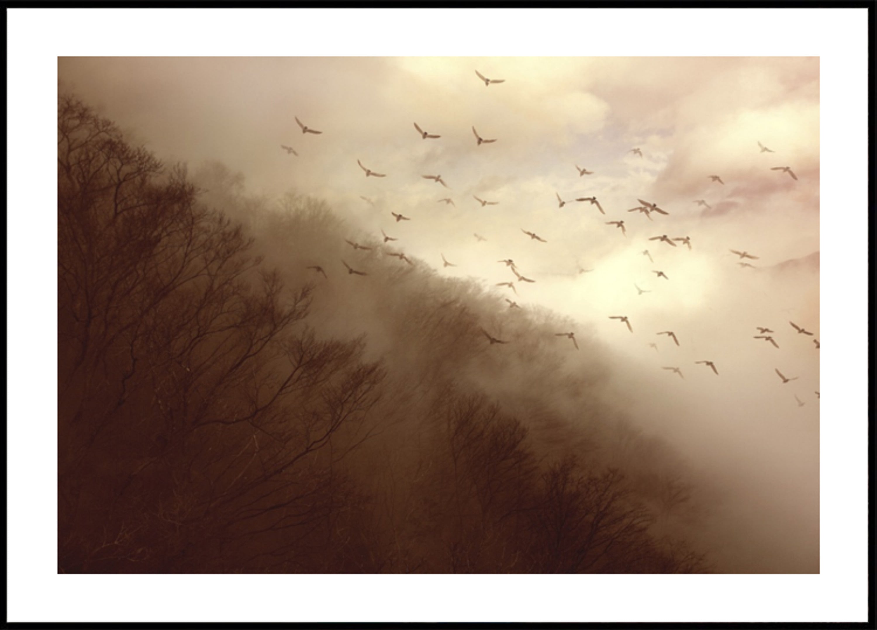 Birds In Golden Mist