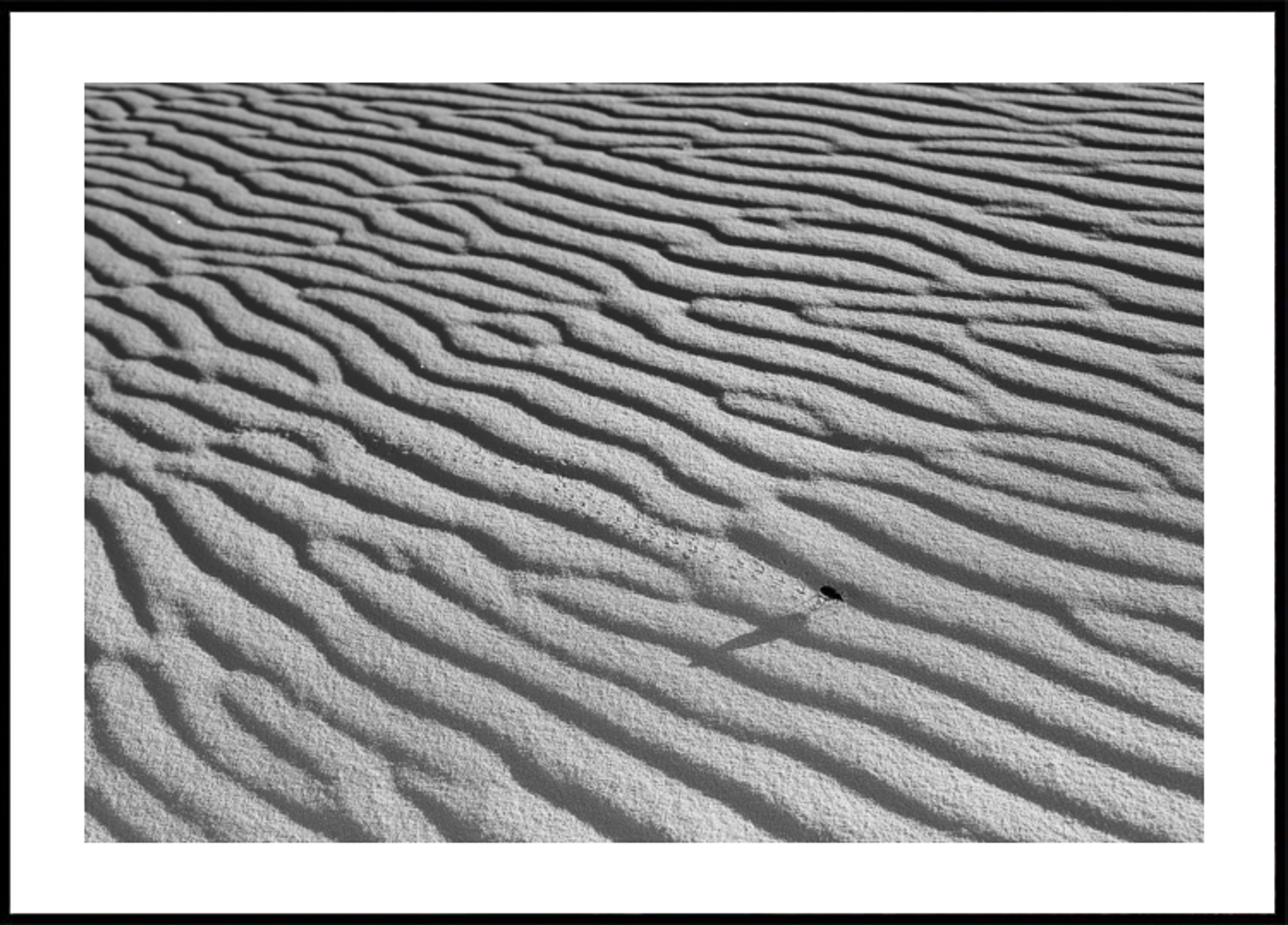 Rippled Sand And Insect