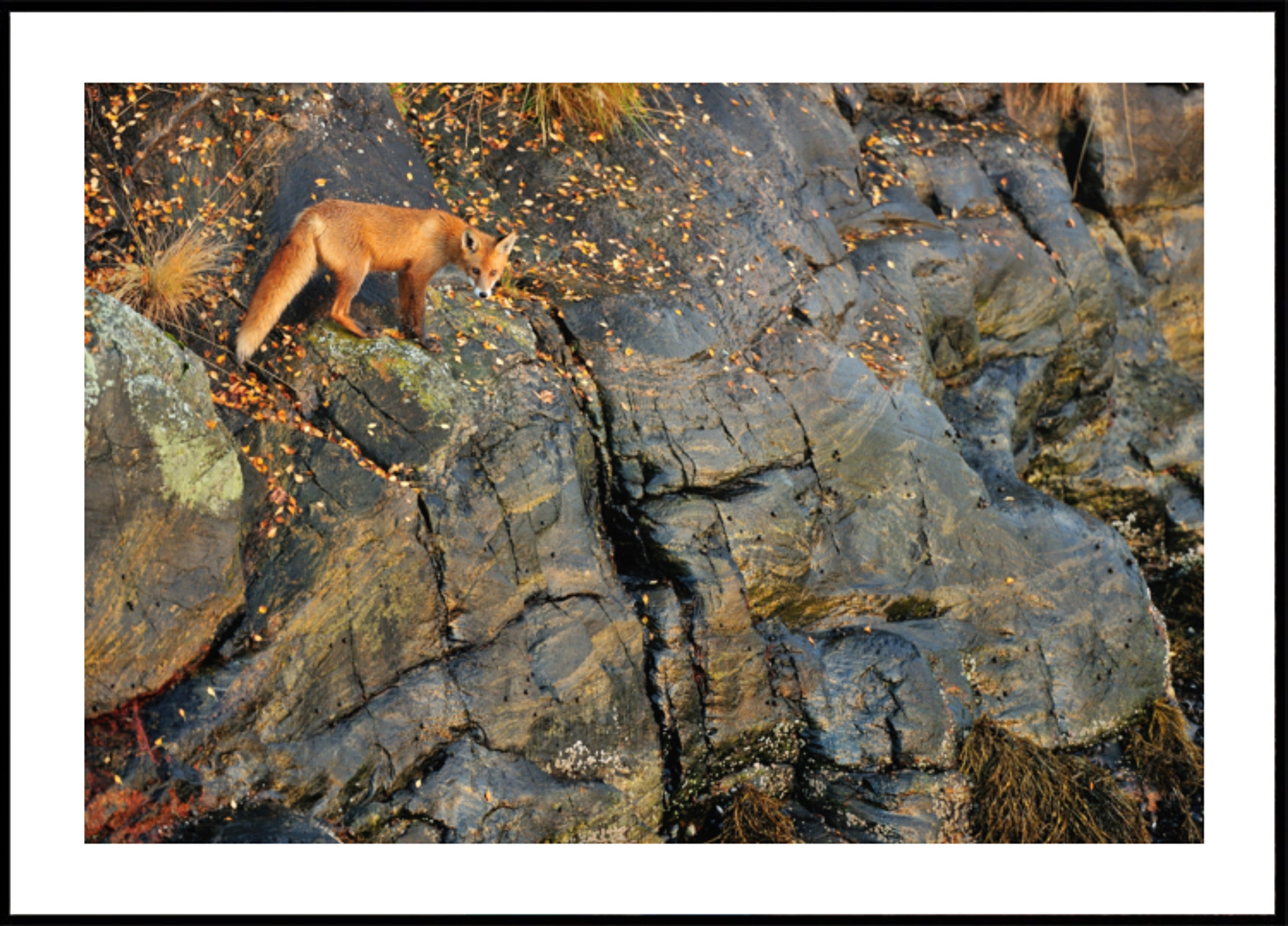 Red Fox On Autumn Rocks
