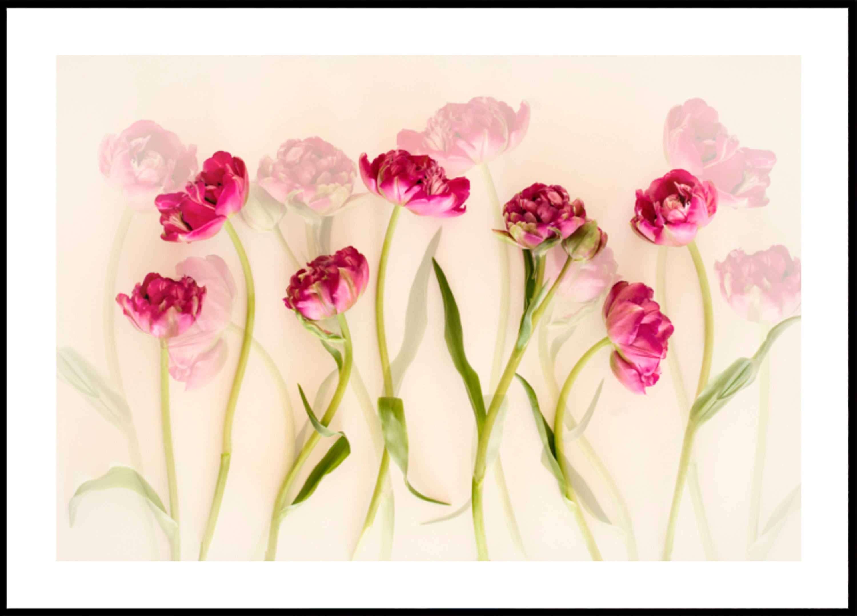 Dreamy Pink Tulips