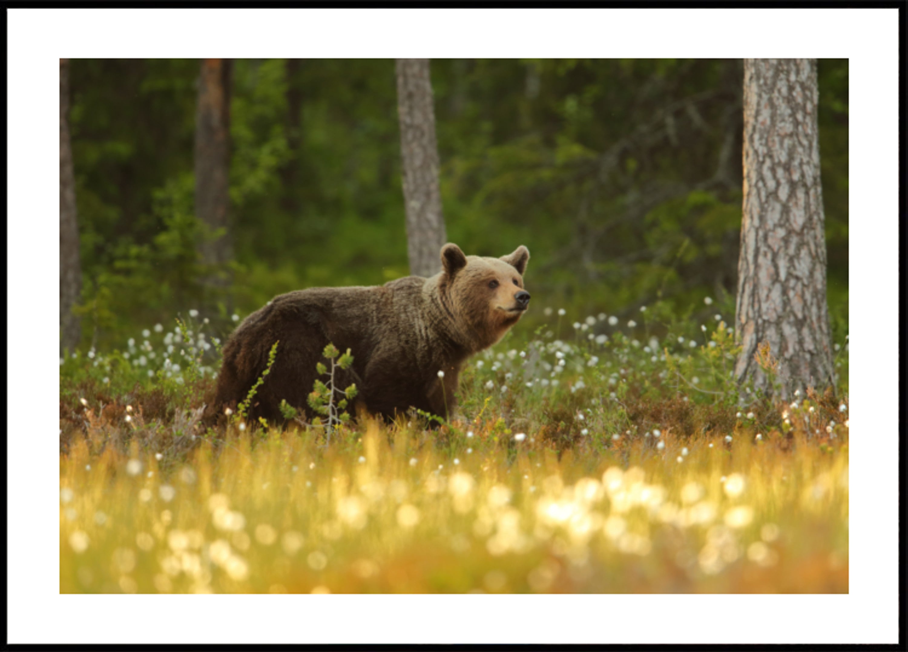 Brown Bear In Forest