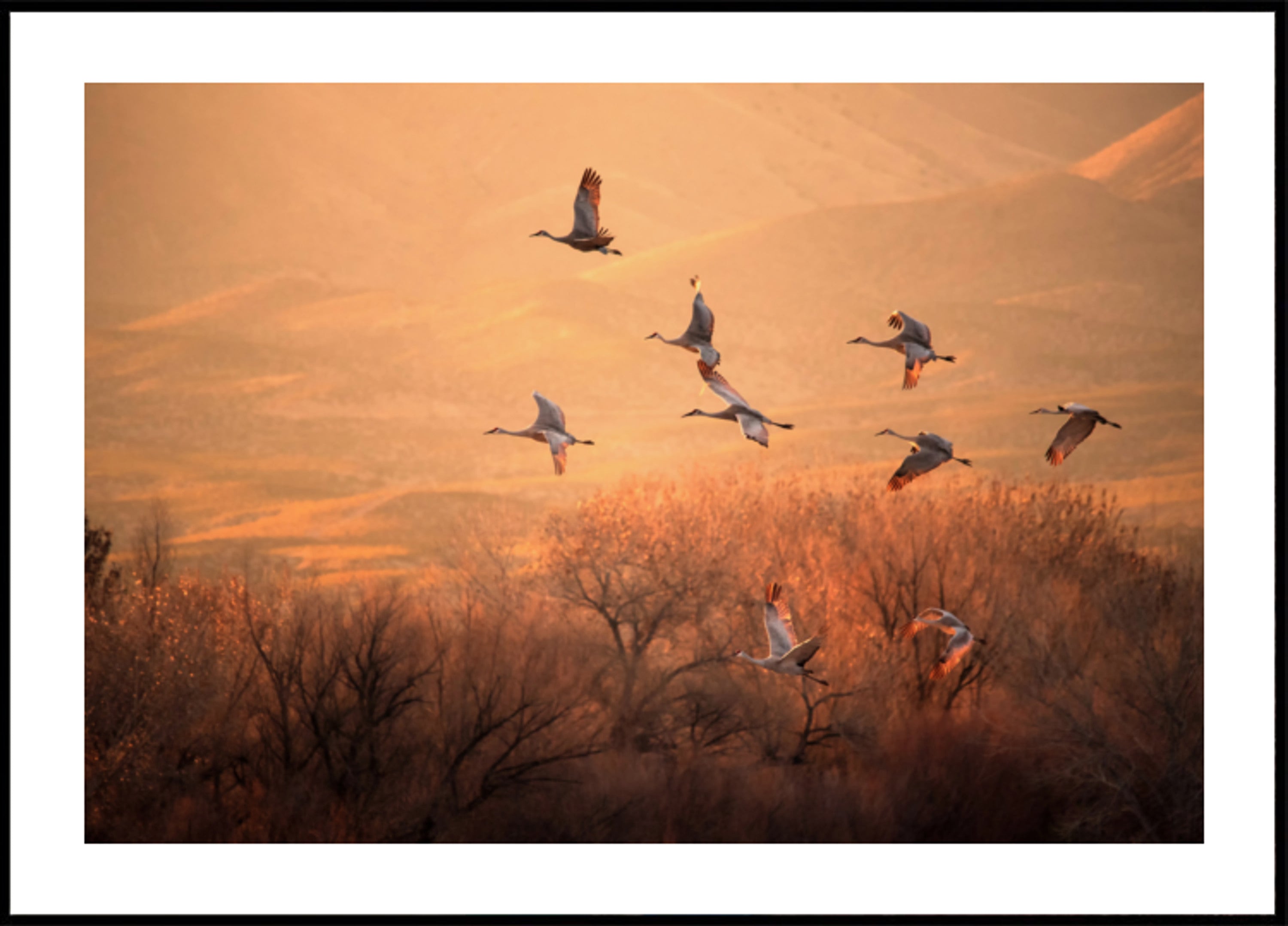 Golden Hour Cranes