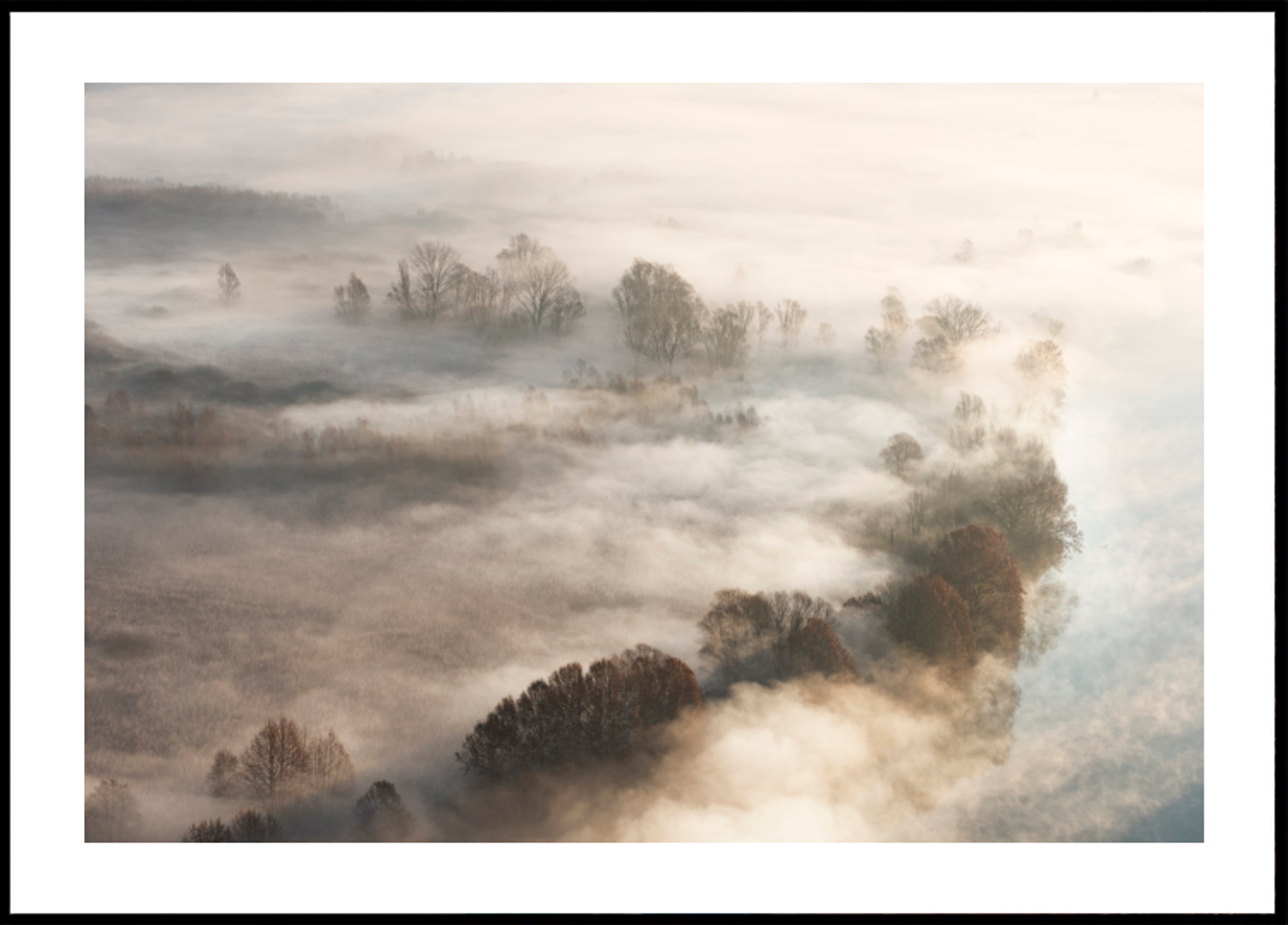 Golden Foggy Trees