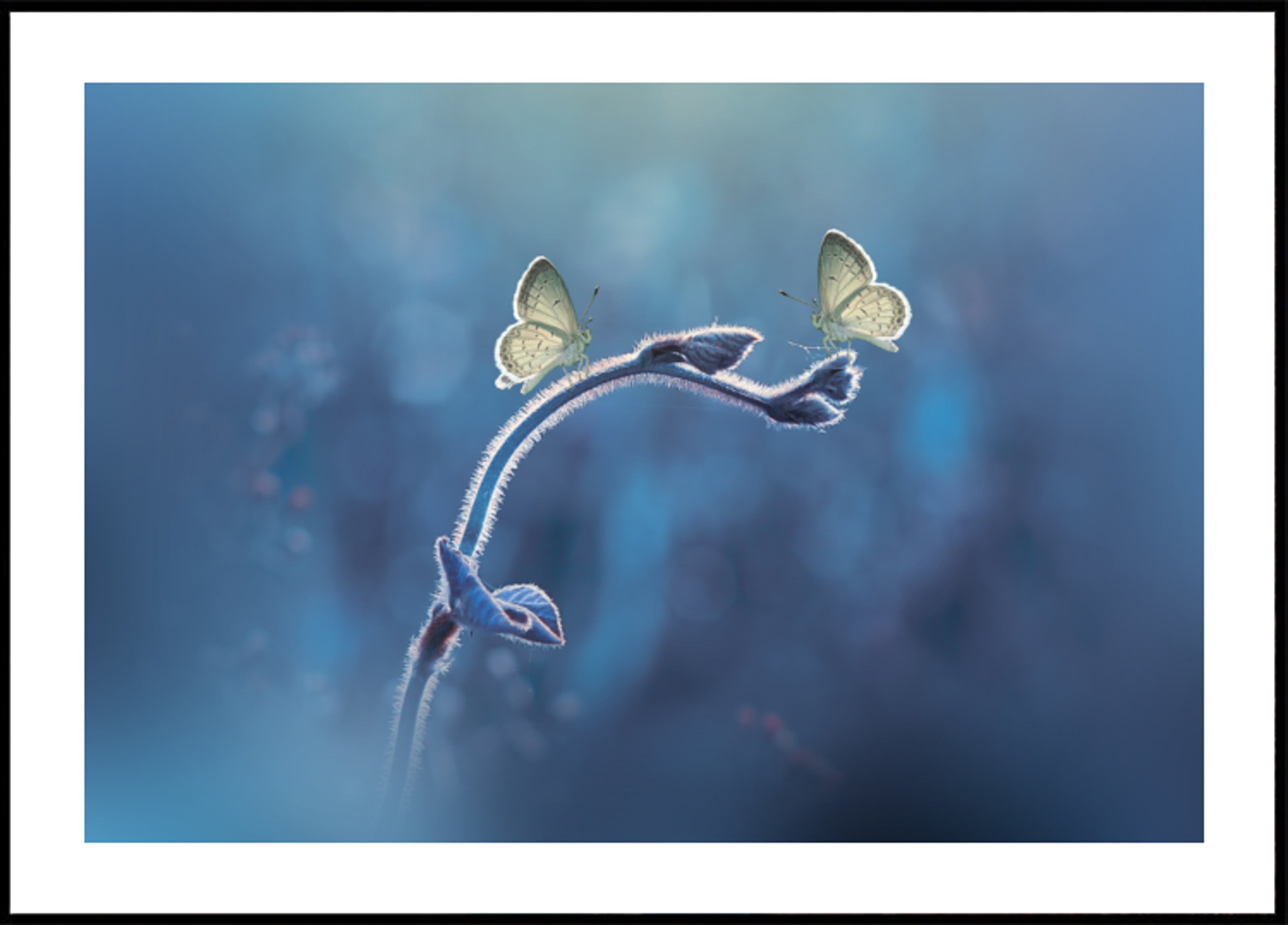 Delicate Butterfly Duo