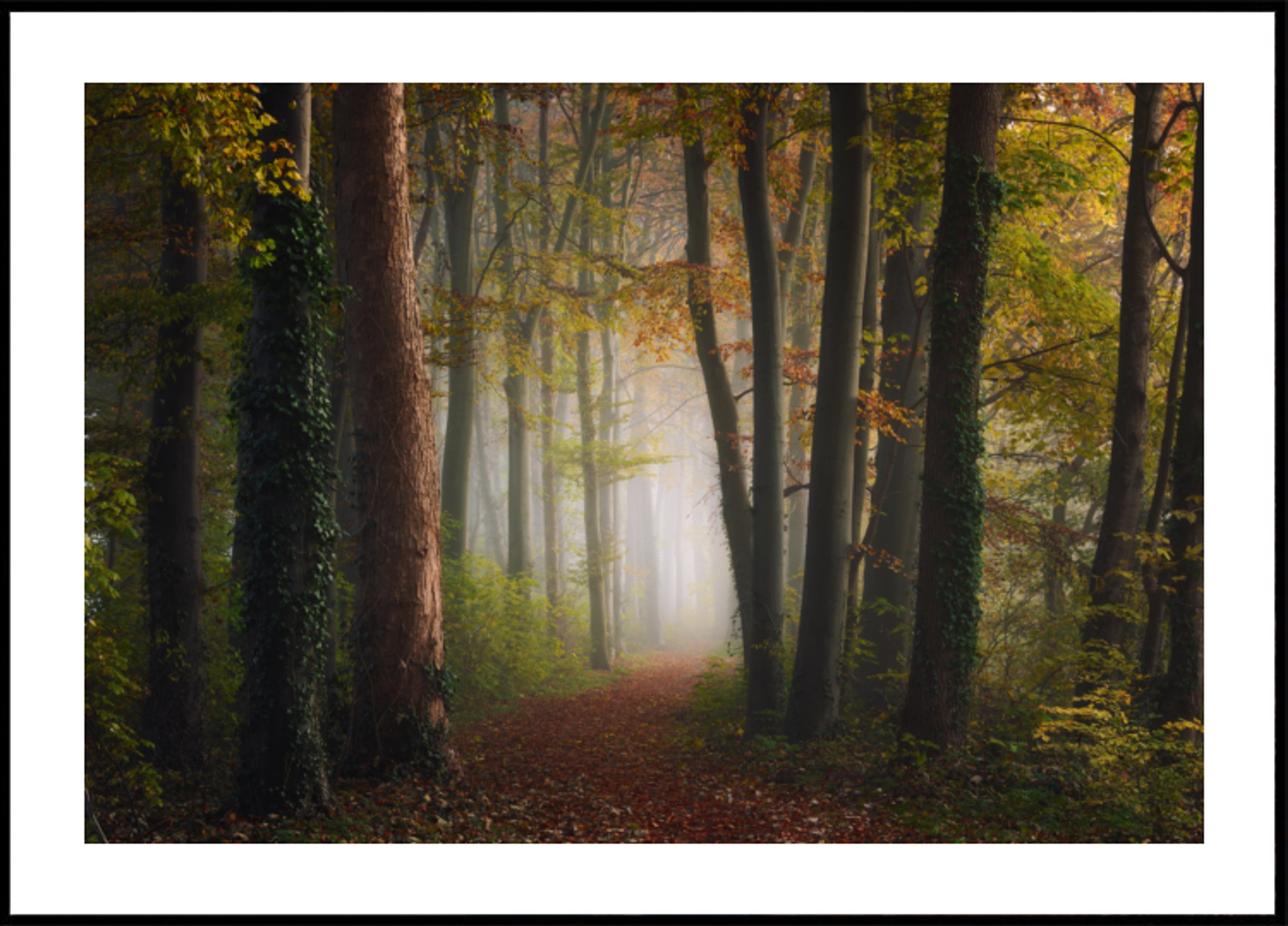 Misty Autumn Forest Path