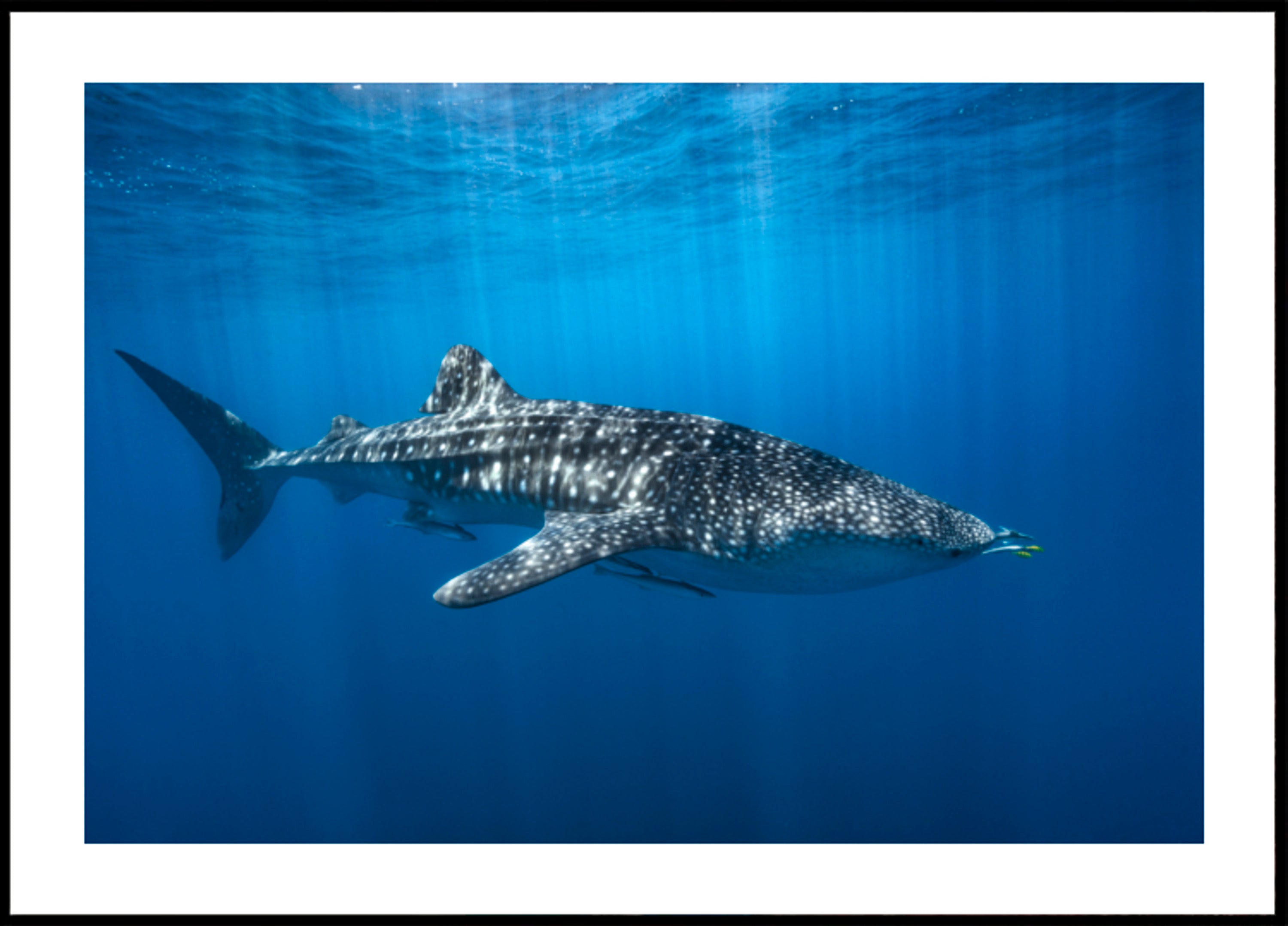 Majestic Whale Shark