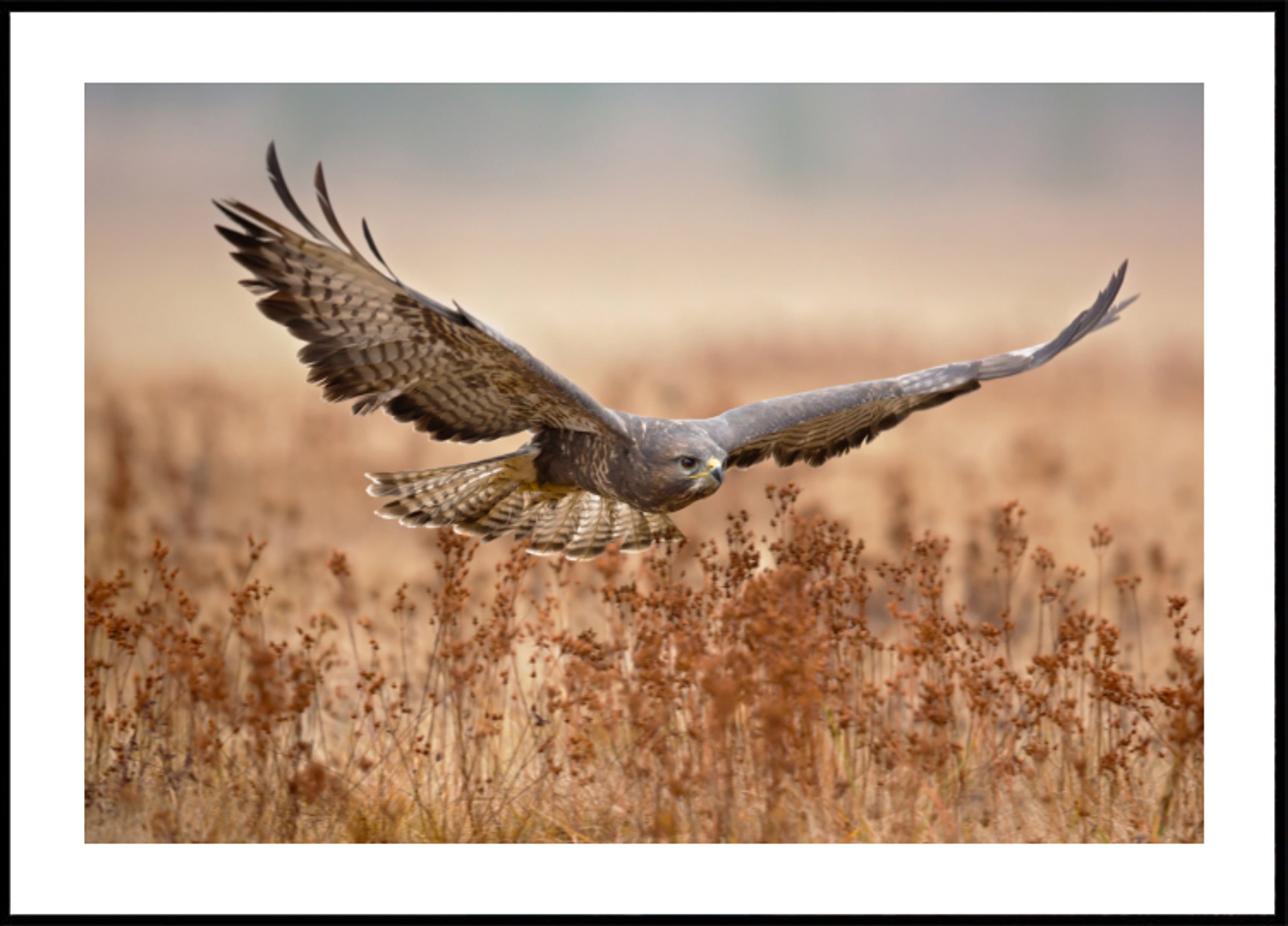Majestic Hawk In Flight