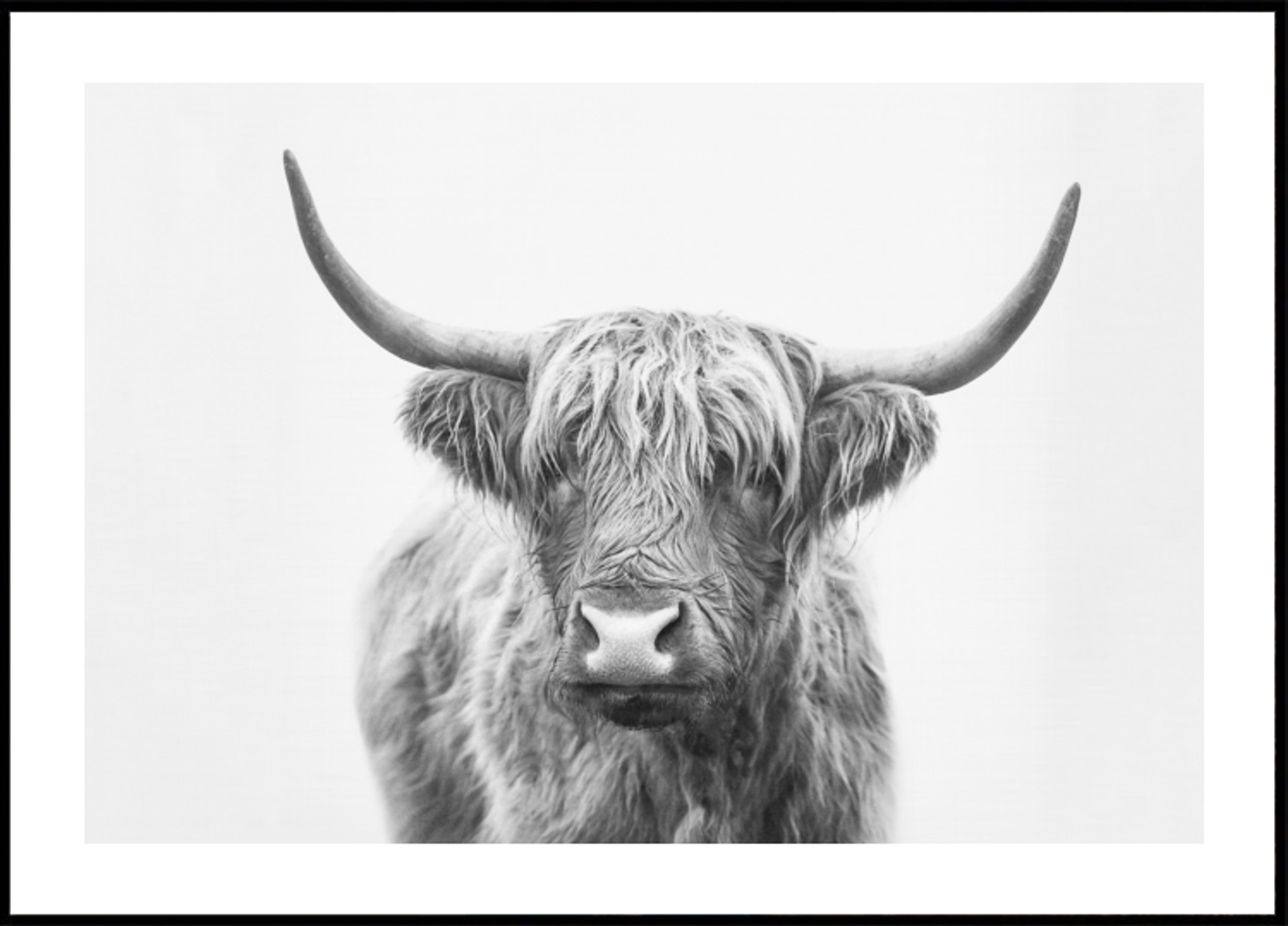 Highland Bull