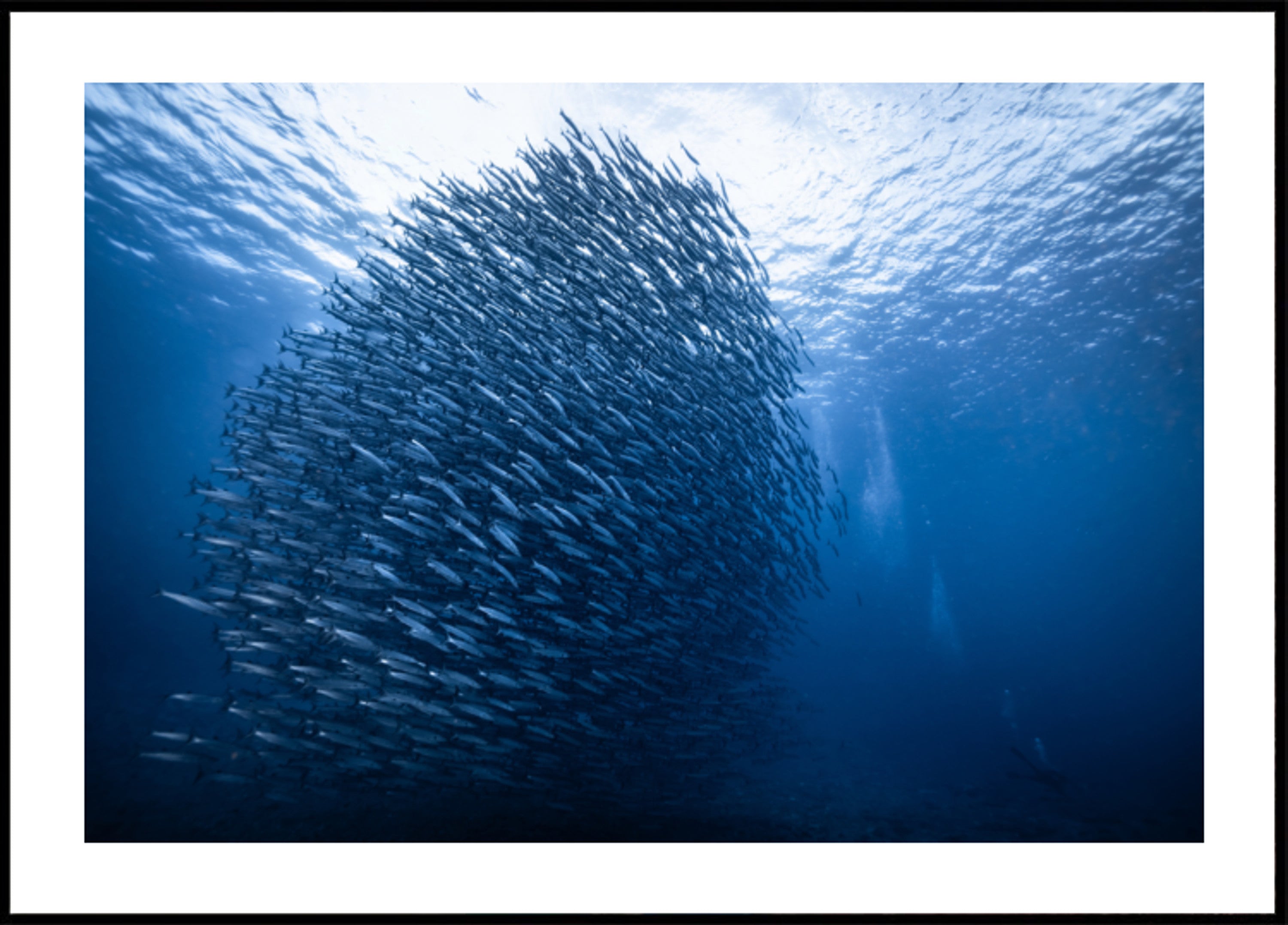 Deep Blue Fish School