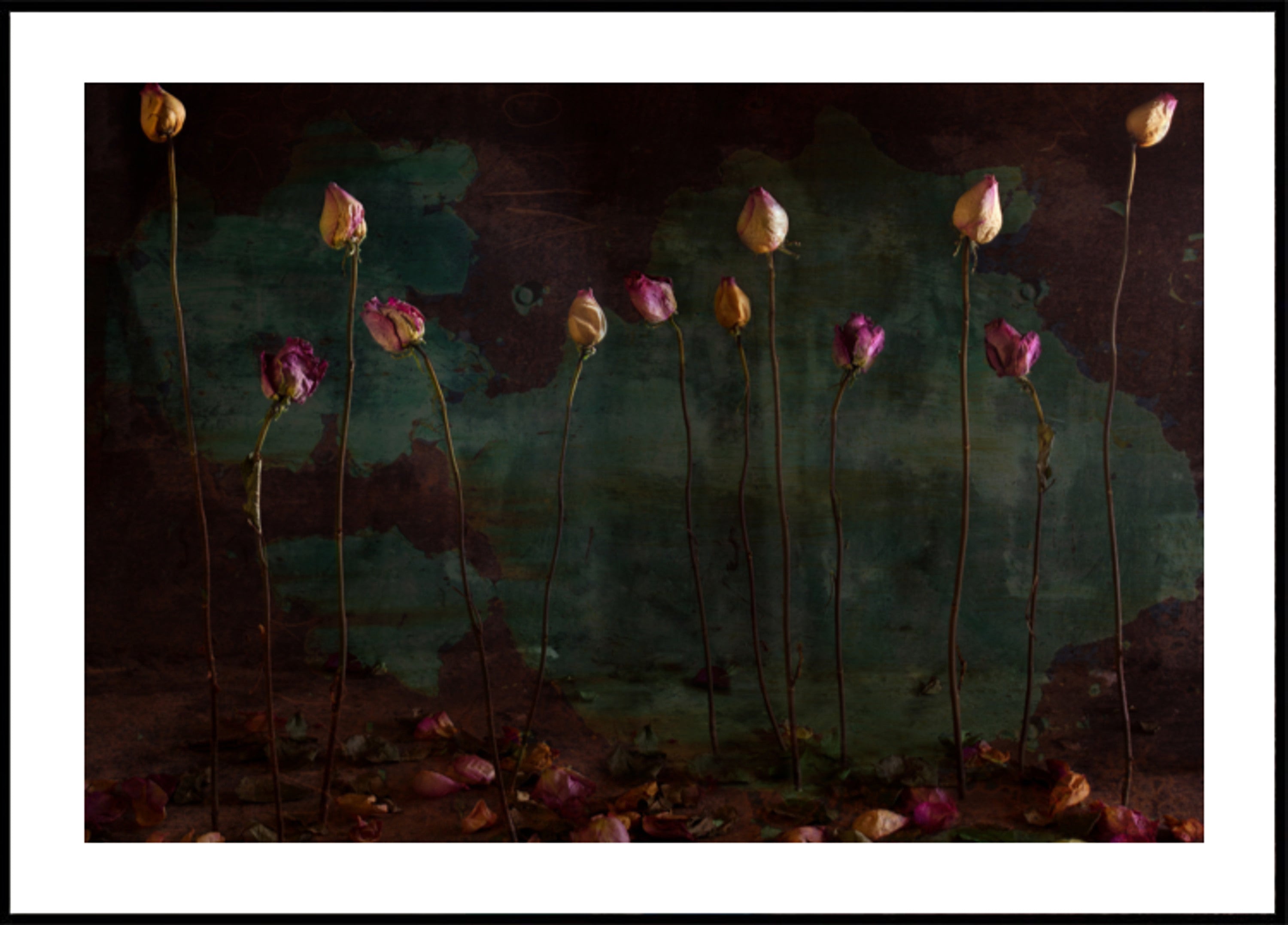 Moody Dried Roses