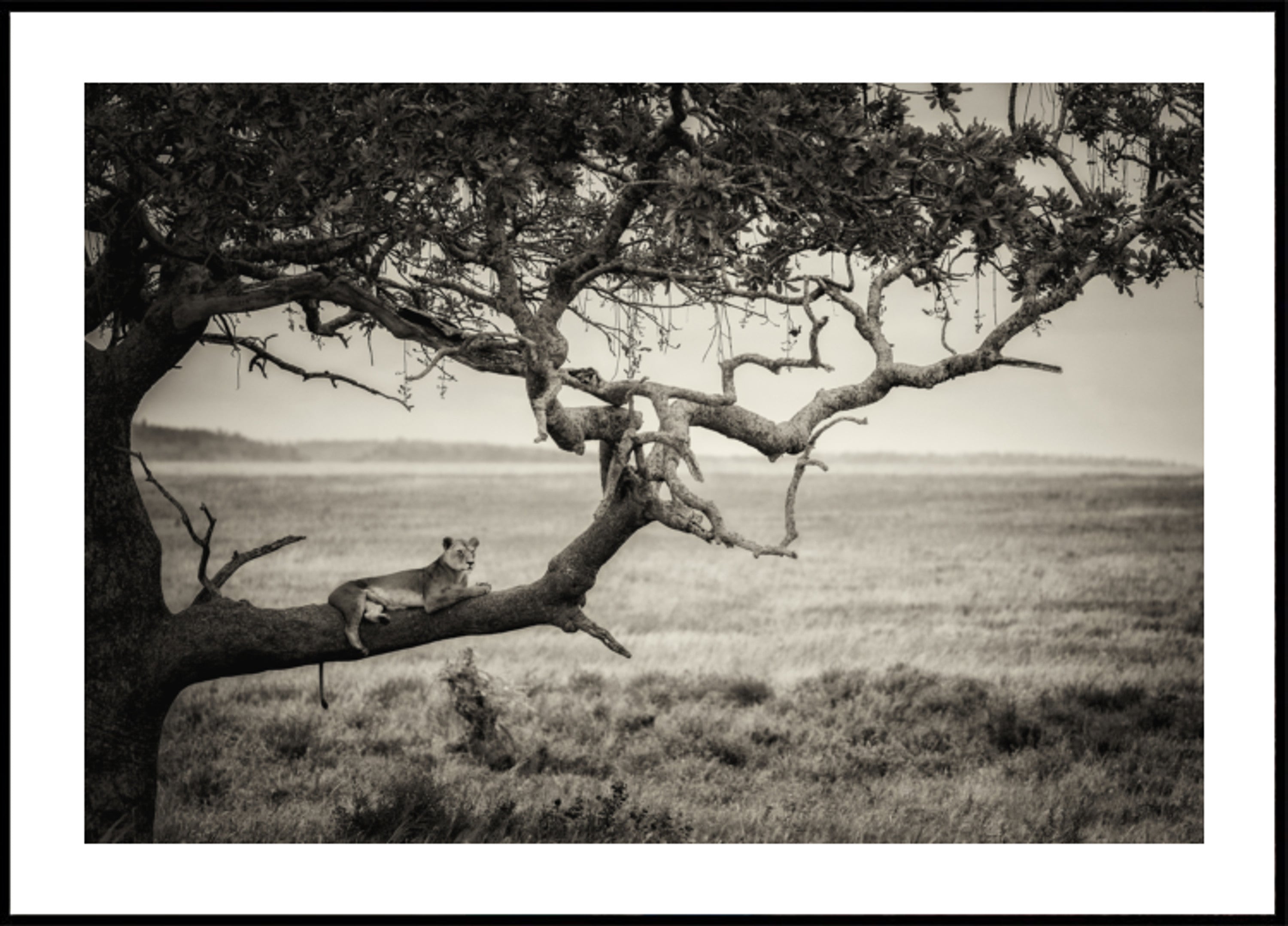 Lioness On Tree Branch