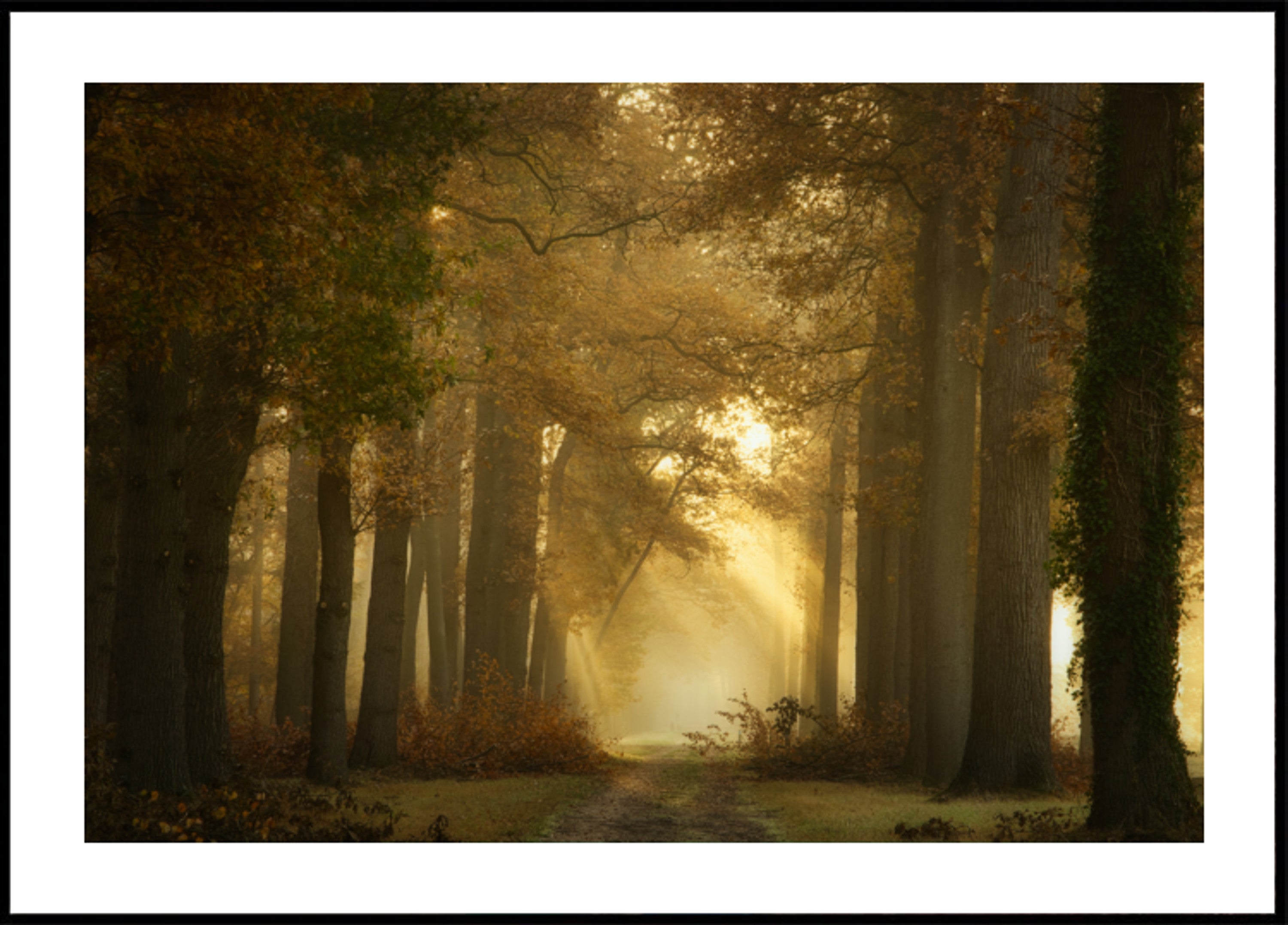 Golden Morning Forest Path