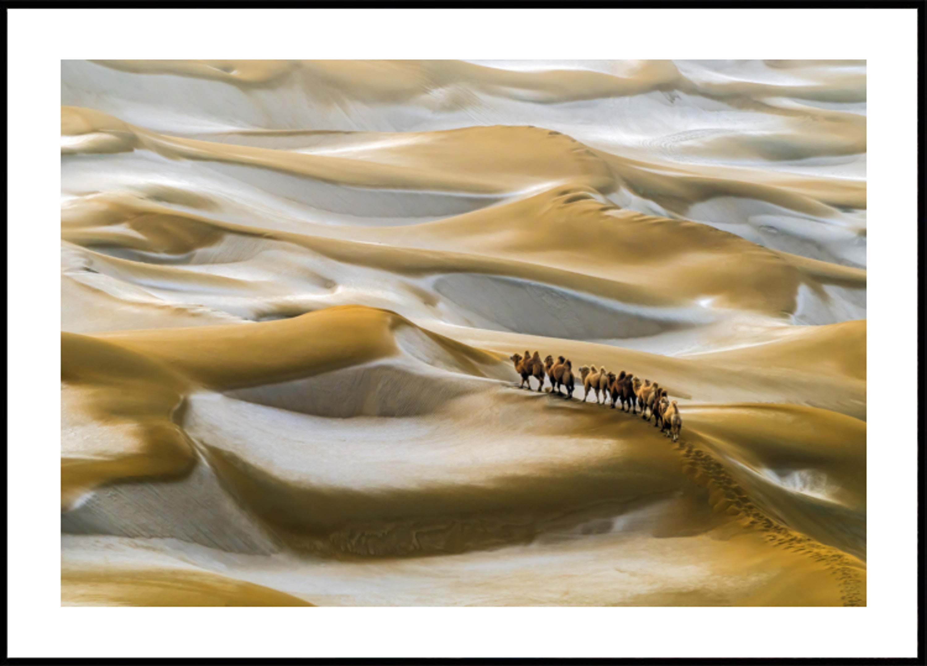 Desert Camel Caravan