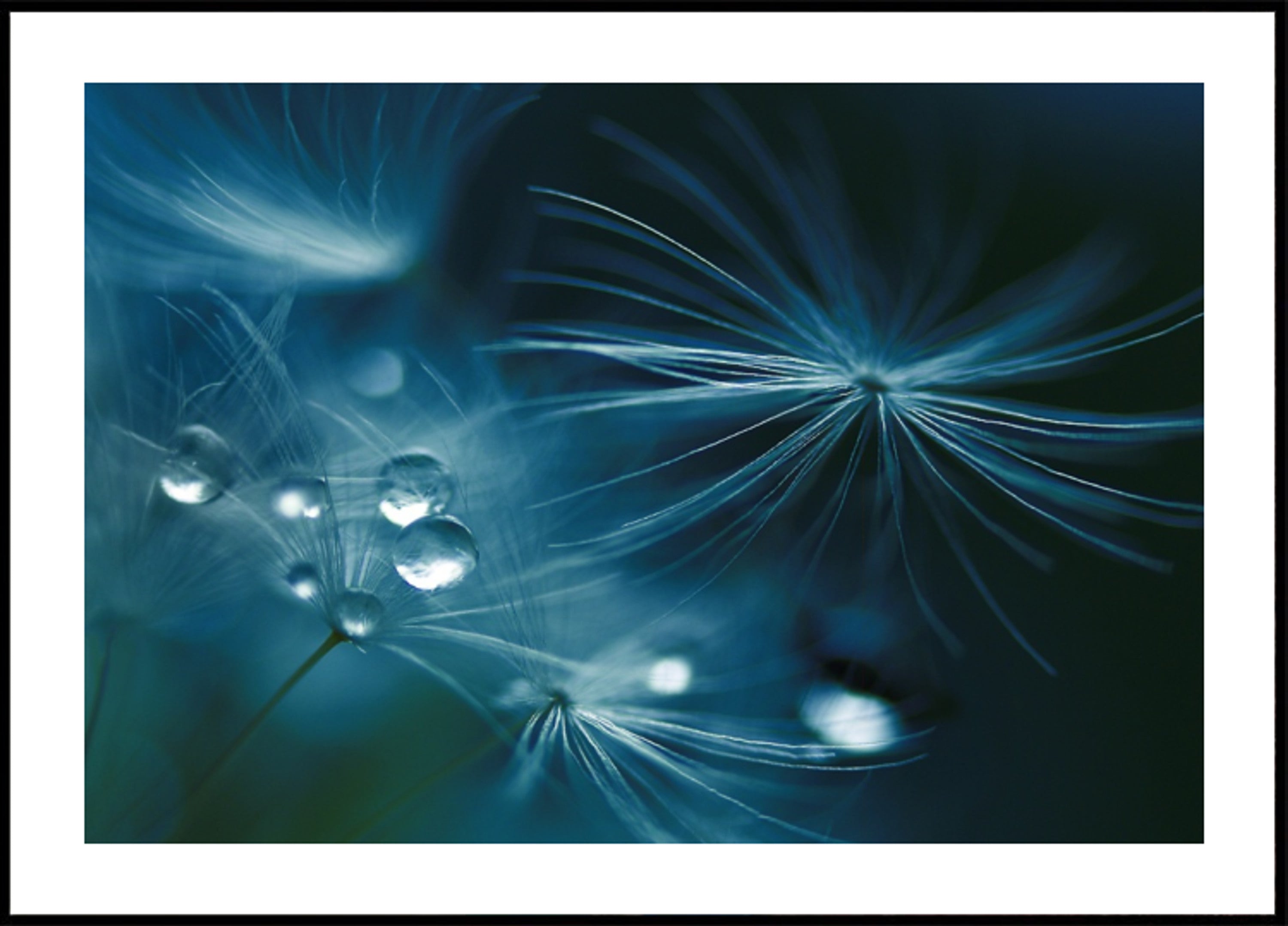 Glistening Dandelion Seeds