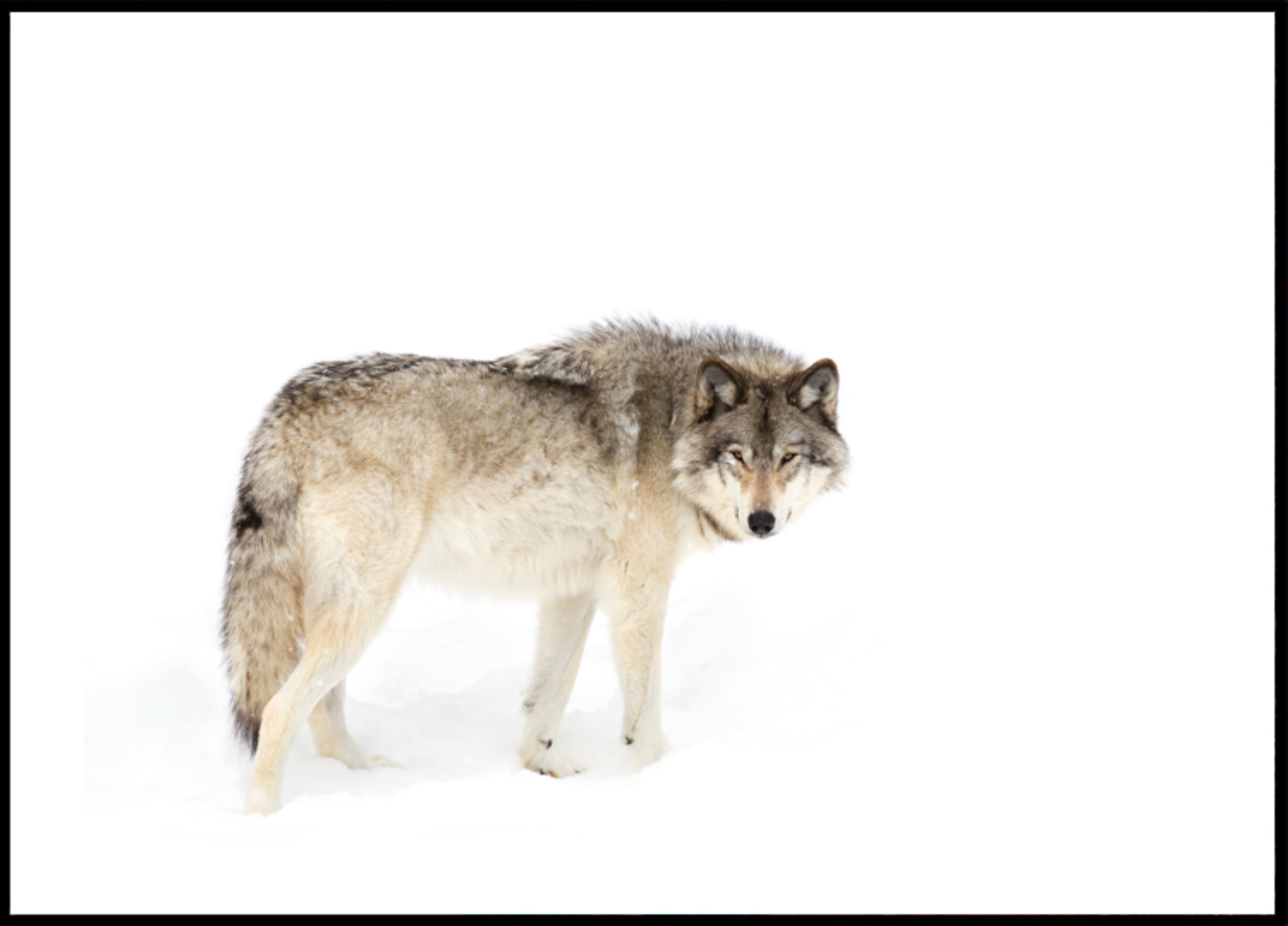 Watchful Winter Wolf