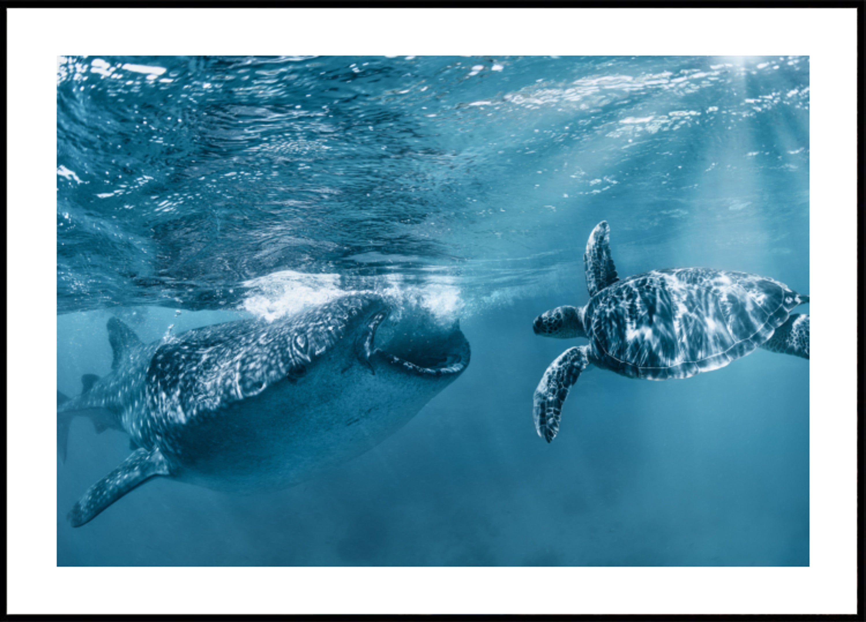 Whale Shark Turtle Swim