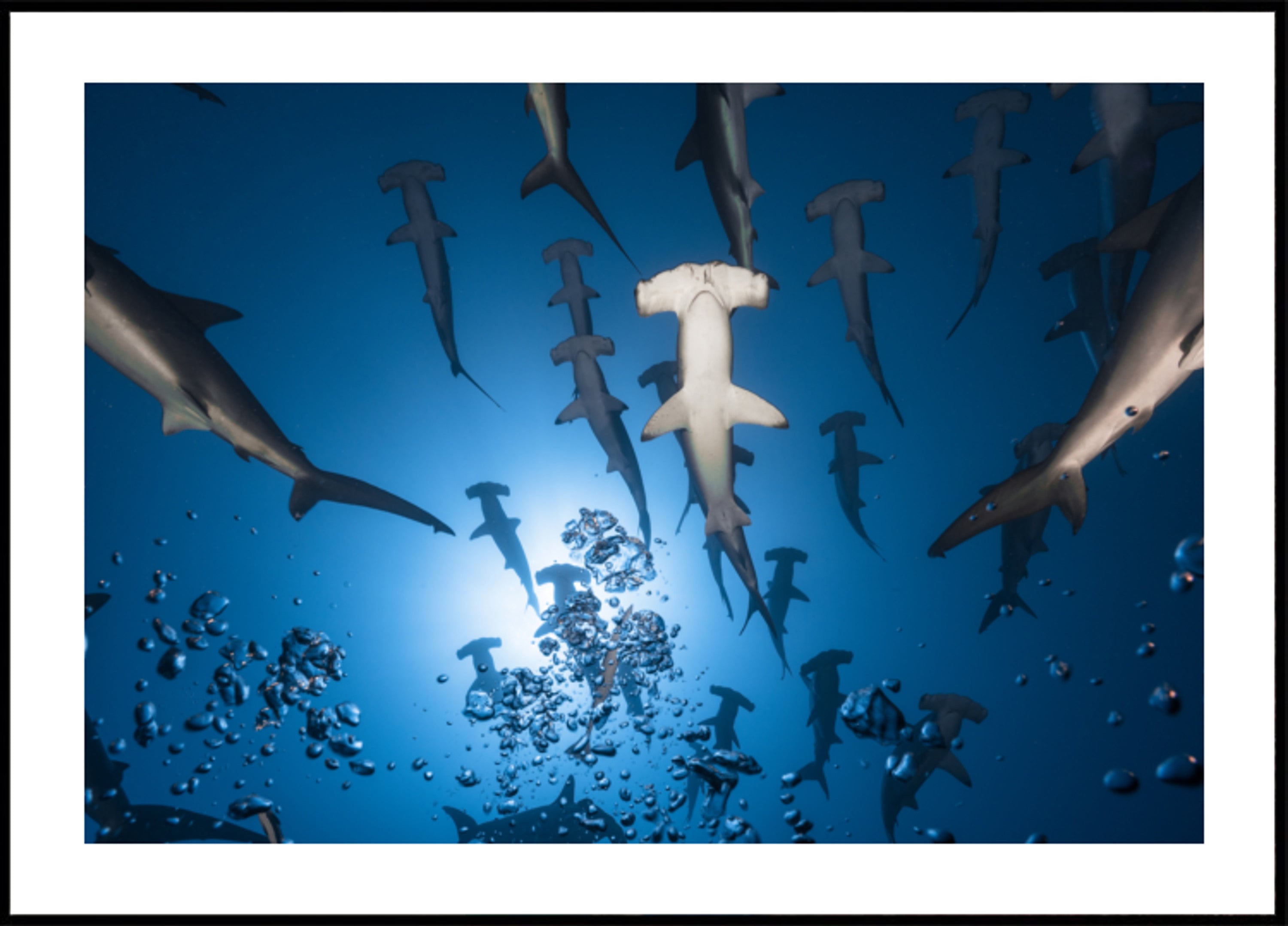 Hammerhead School Underwater