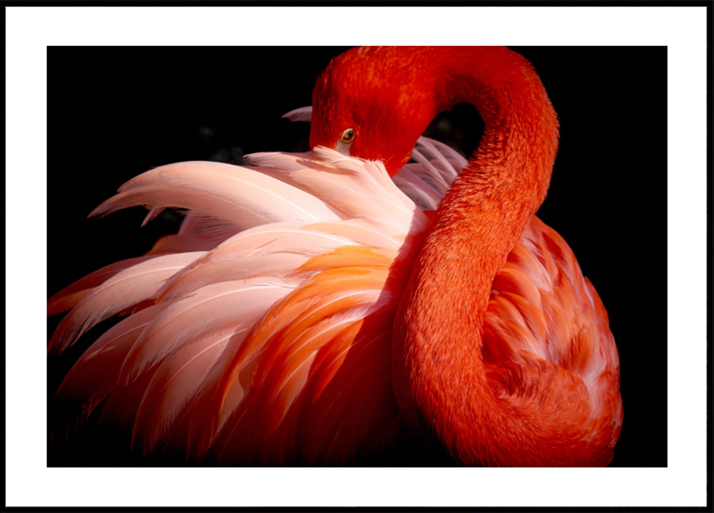 Elegant Pink Flamingo