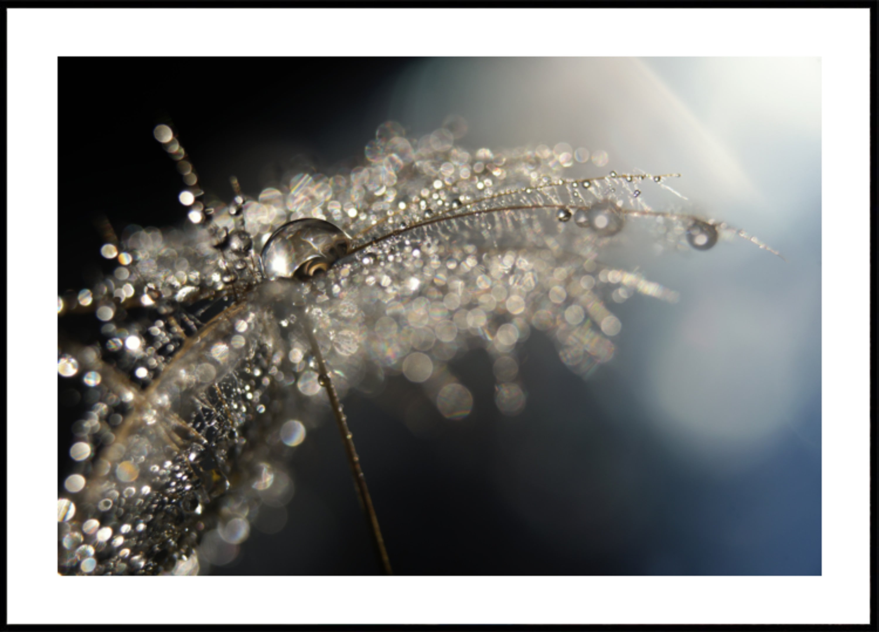 Sparkling Dandelion Drops