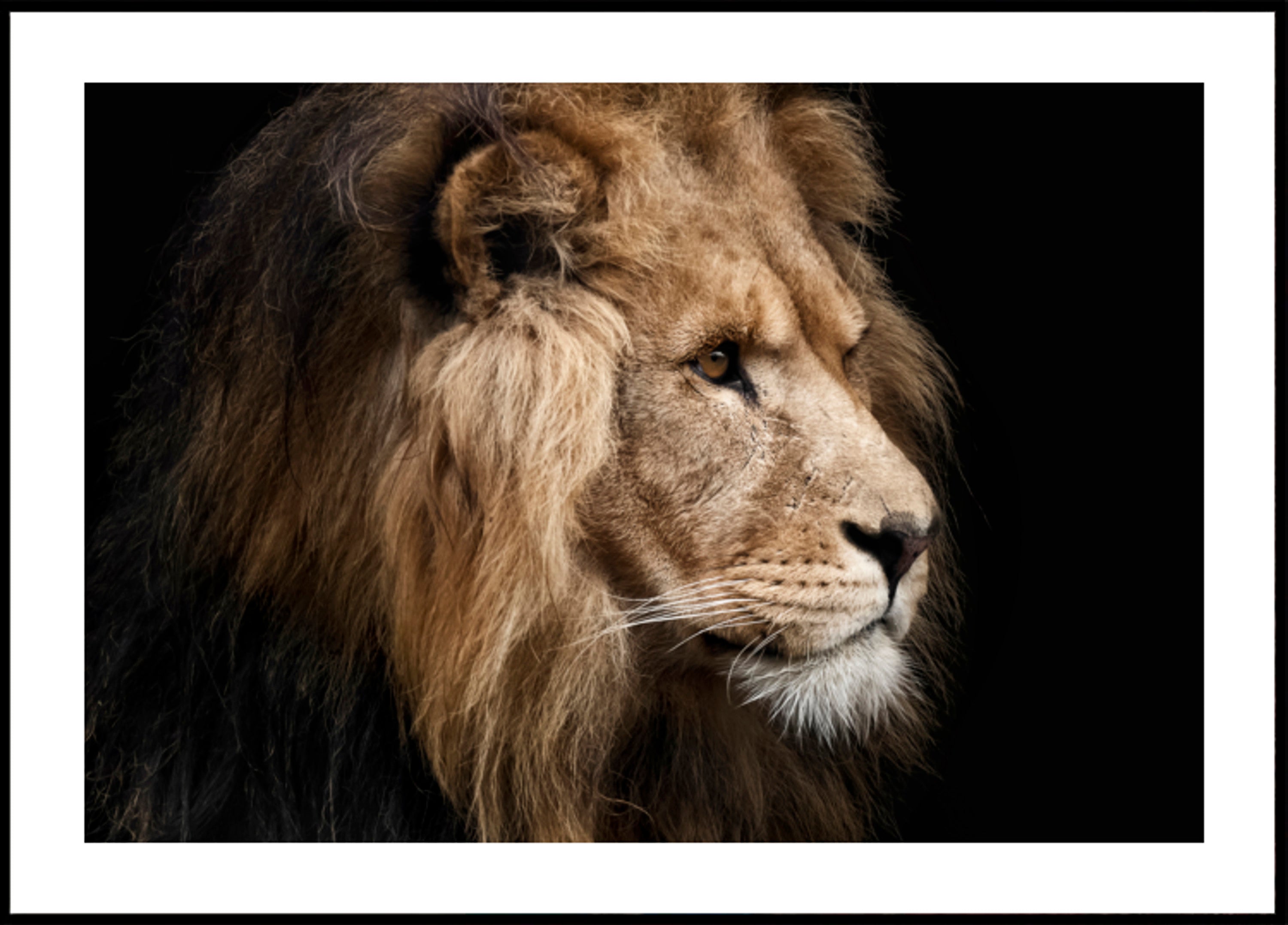 Majestic Lion Profile