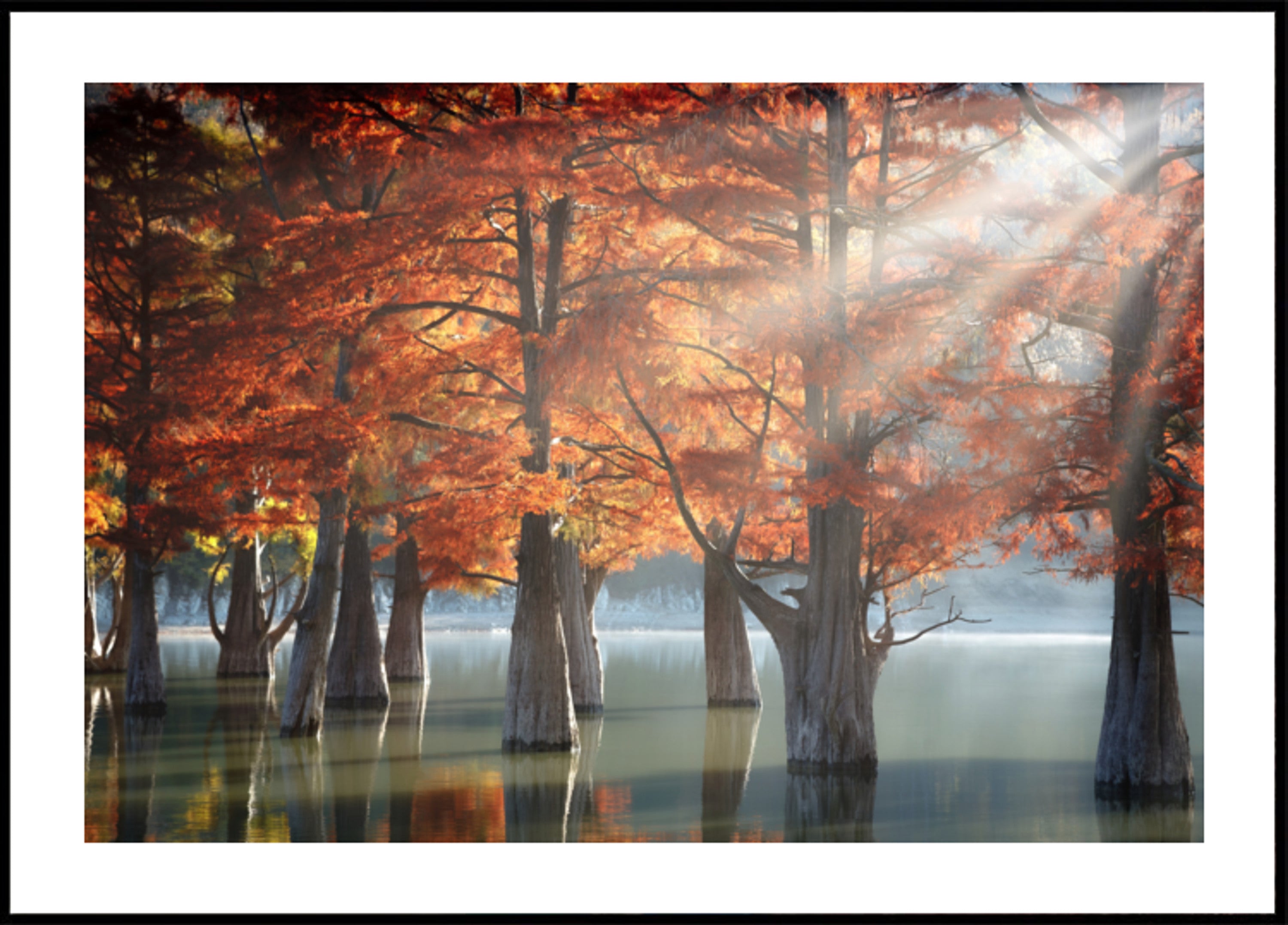 Golden Fall Cypress Lake