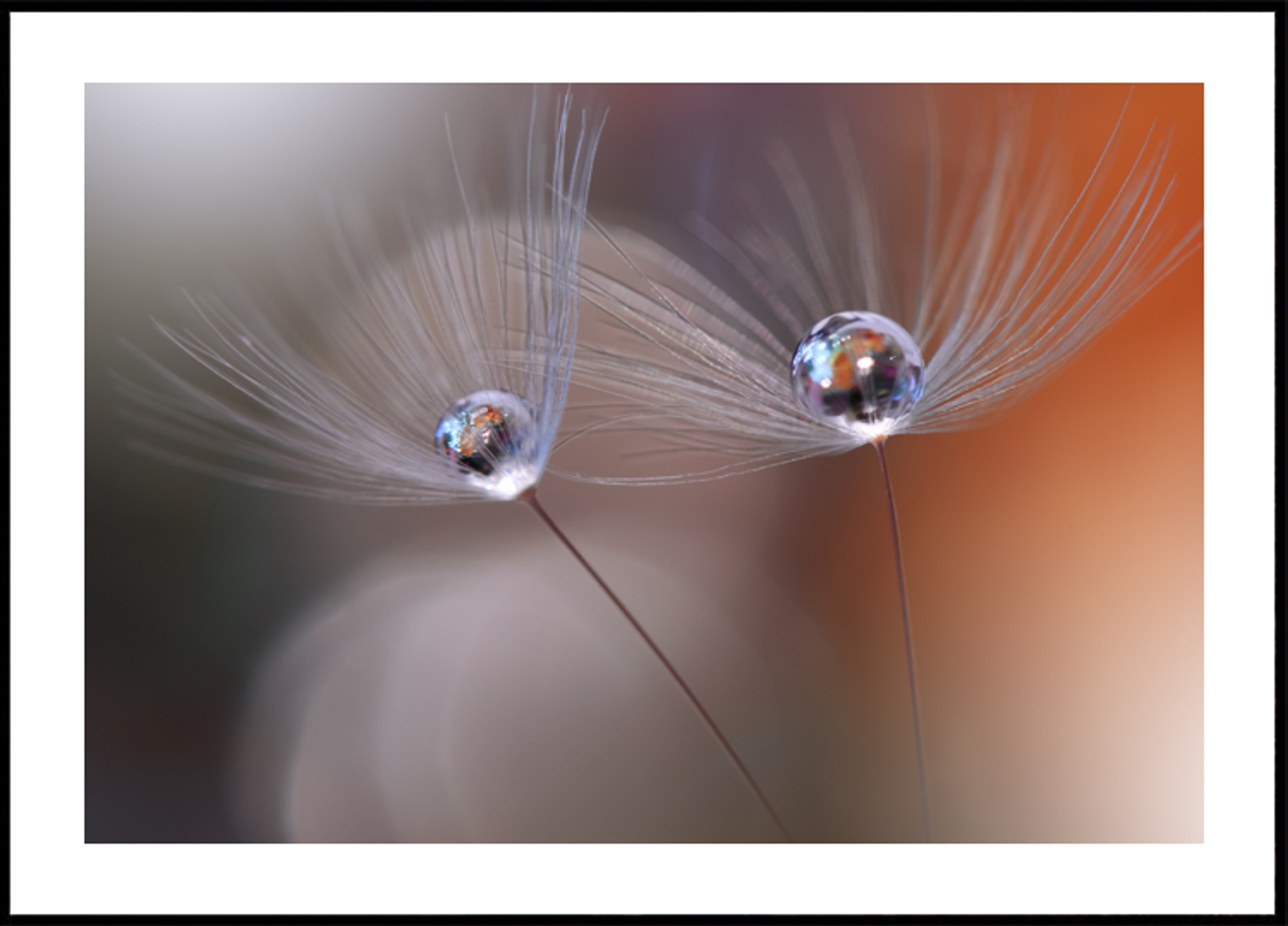 Delicate Dandelion Reflections