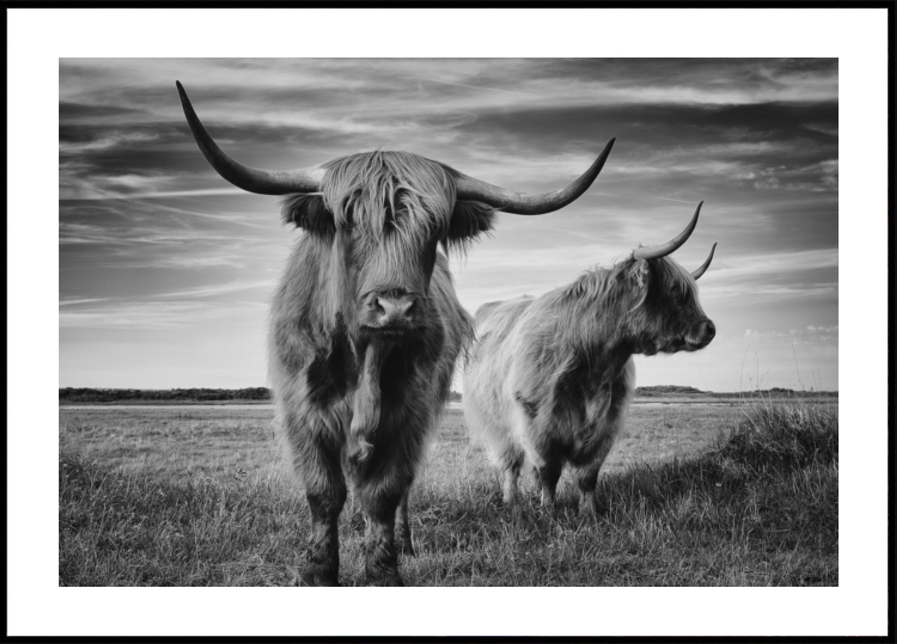 Majestic Highland Stare