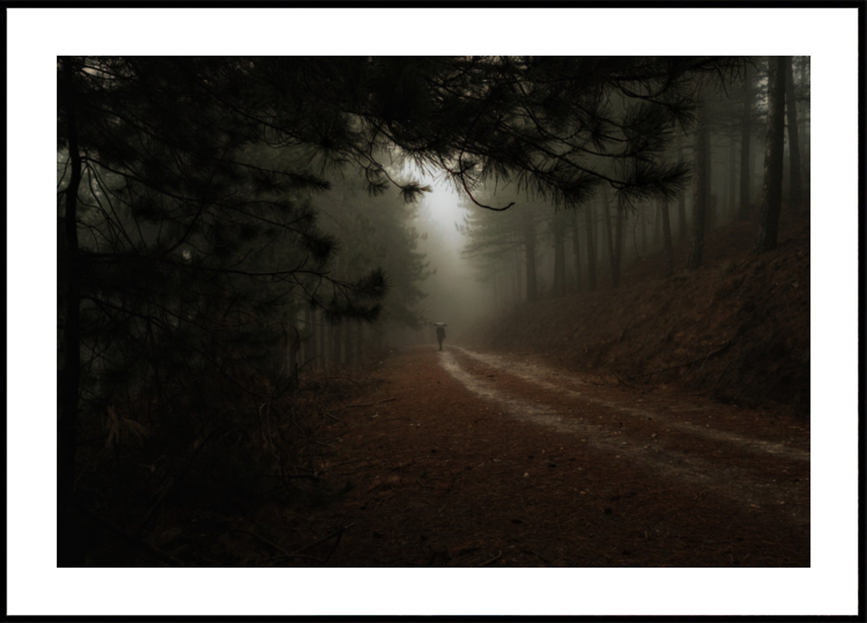 Misty Forest Path