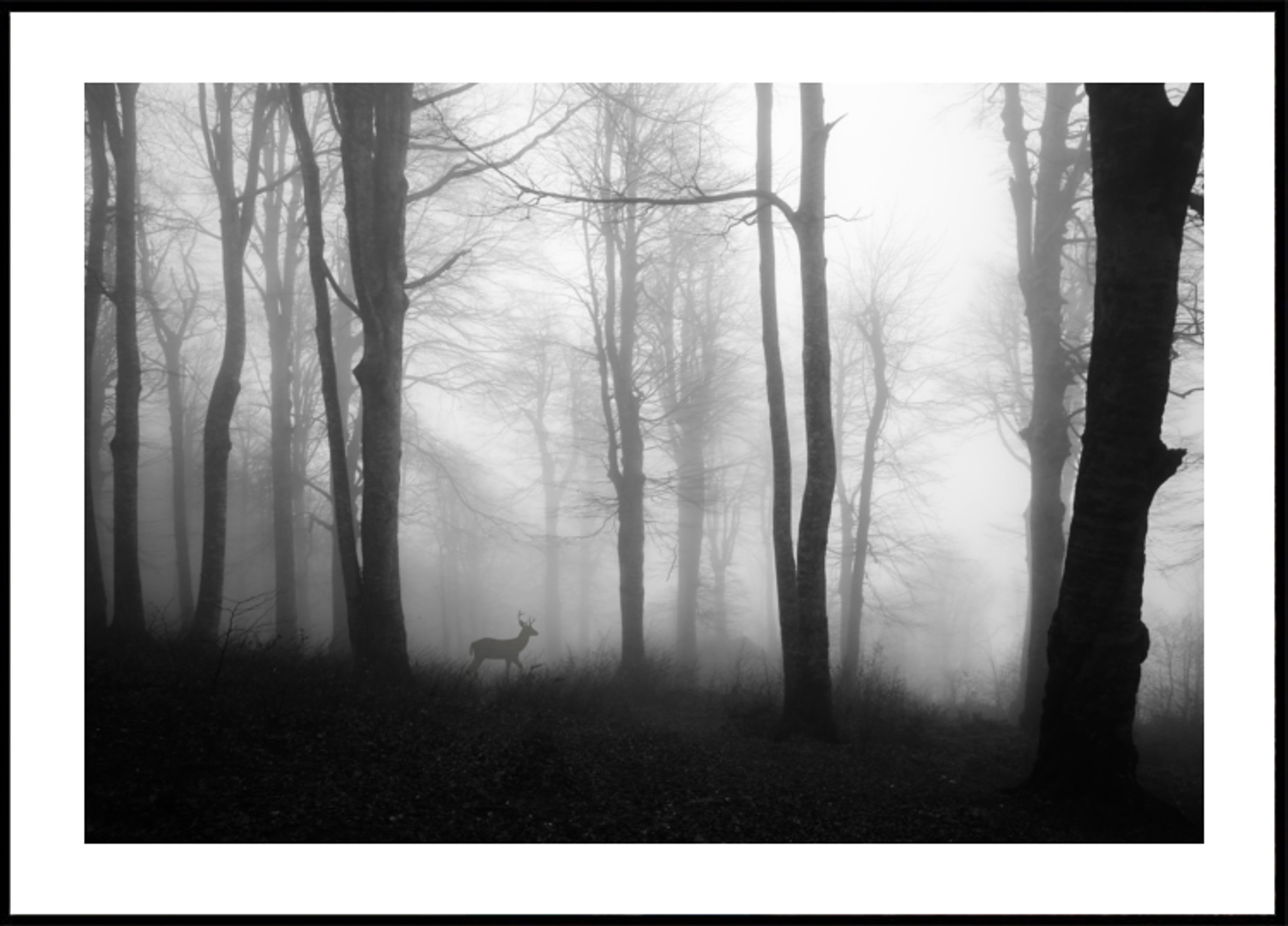 Misty Forest Deer