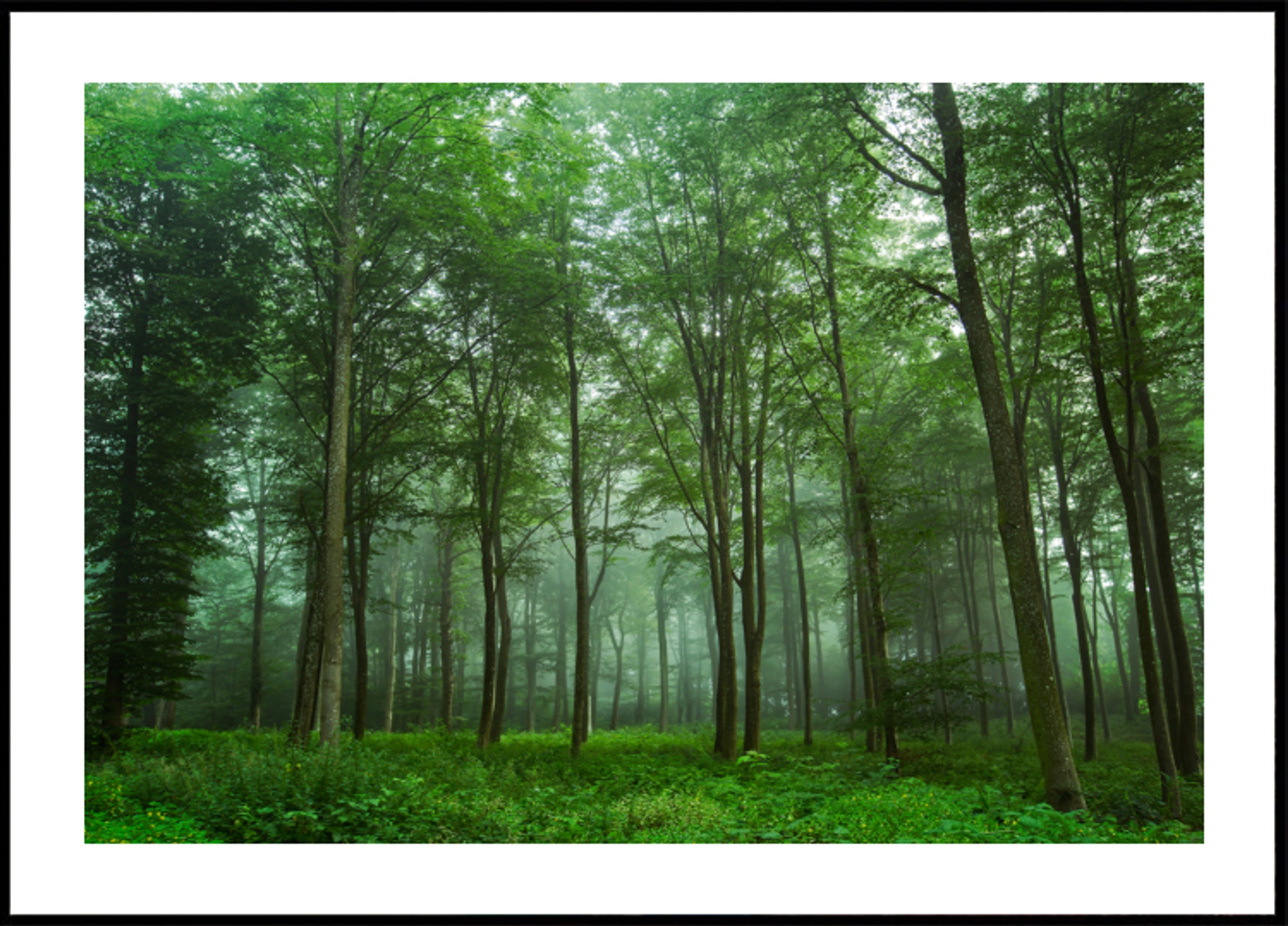Enchanted Forest Mist