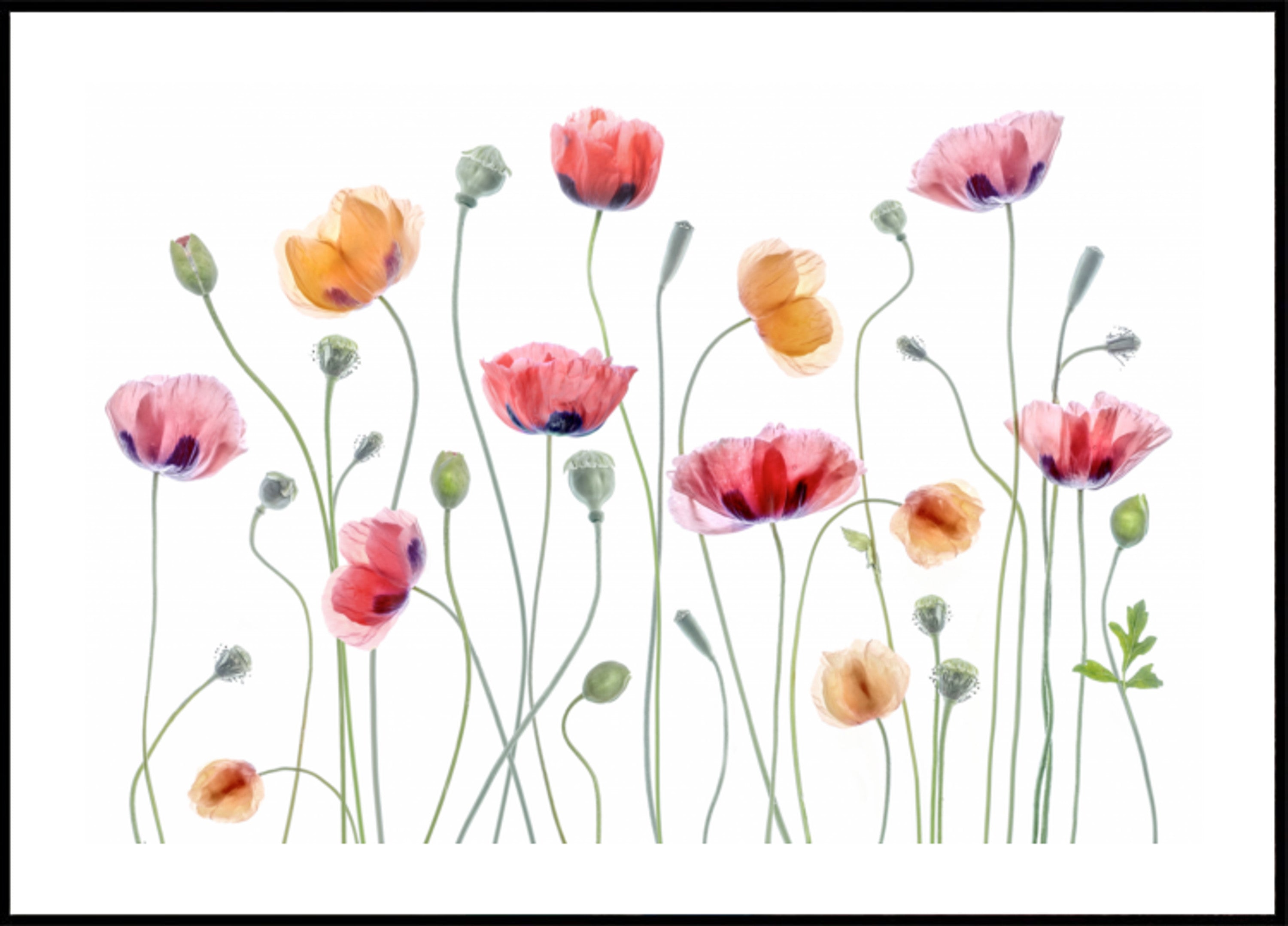 Papaver party