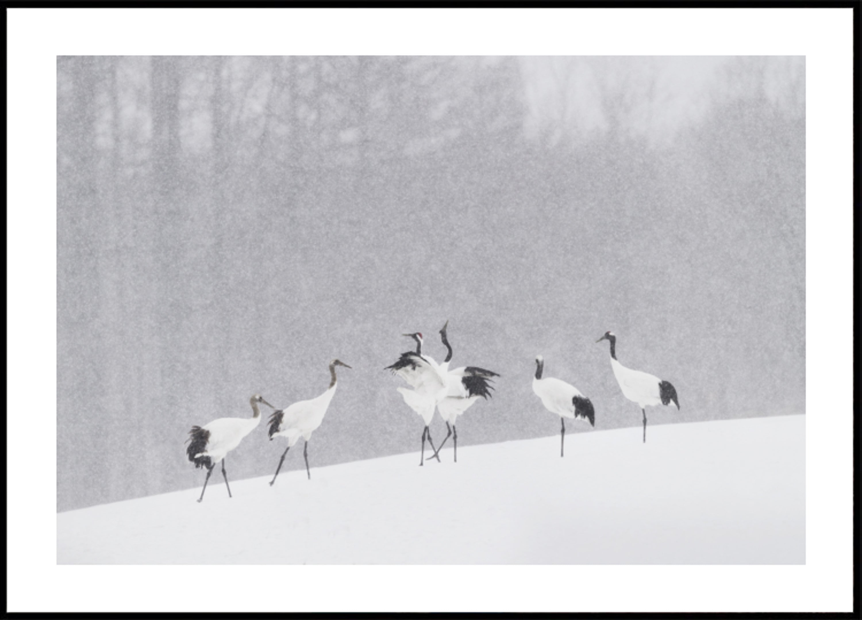 Red-crowned Cranes Snowfall