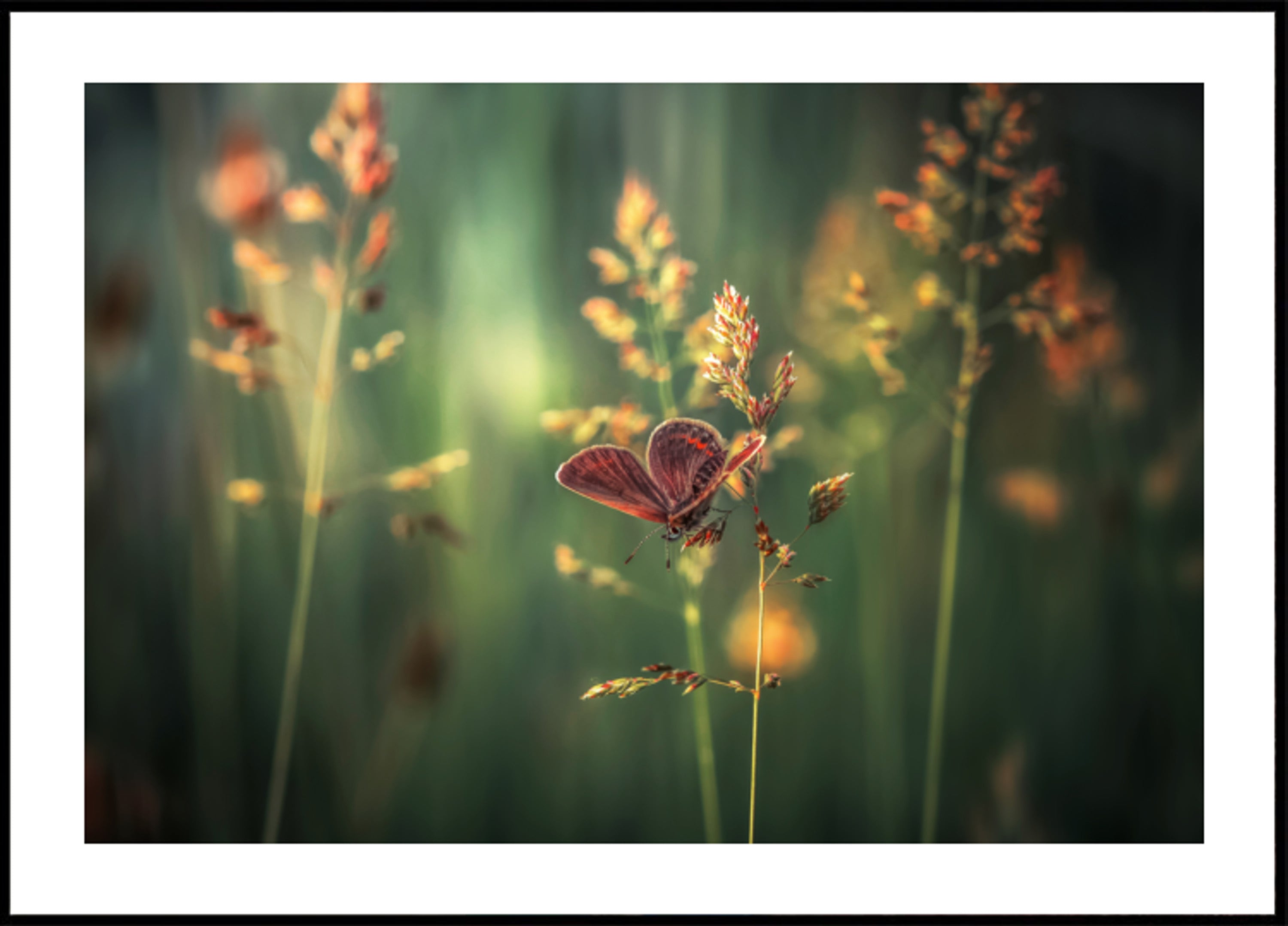 Golden Hour Butterfly