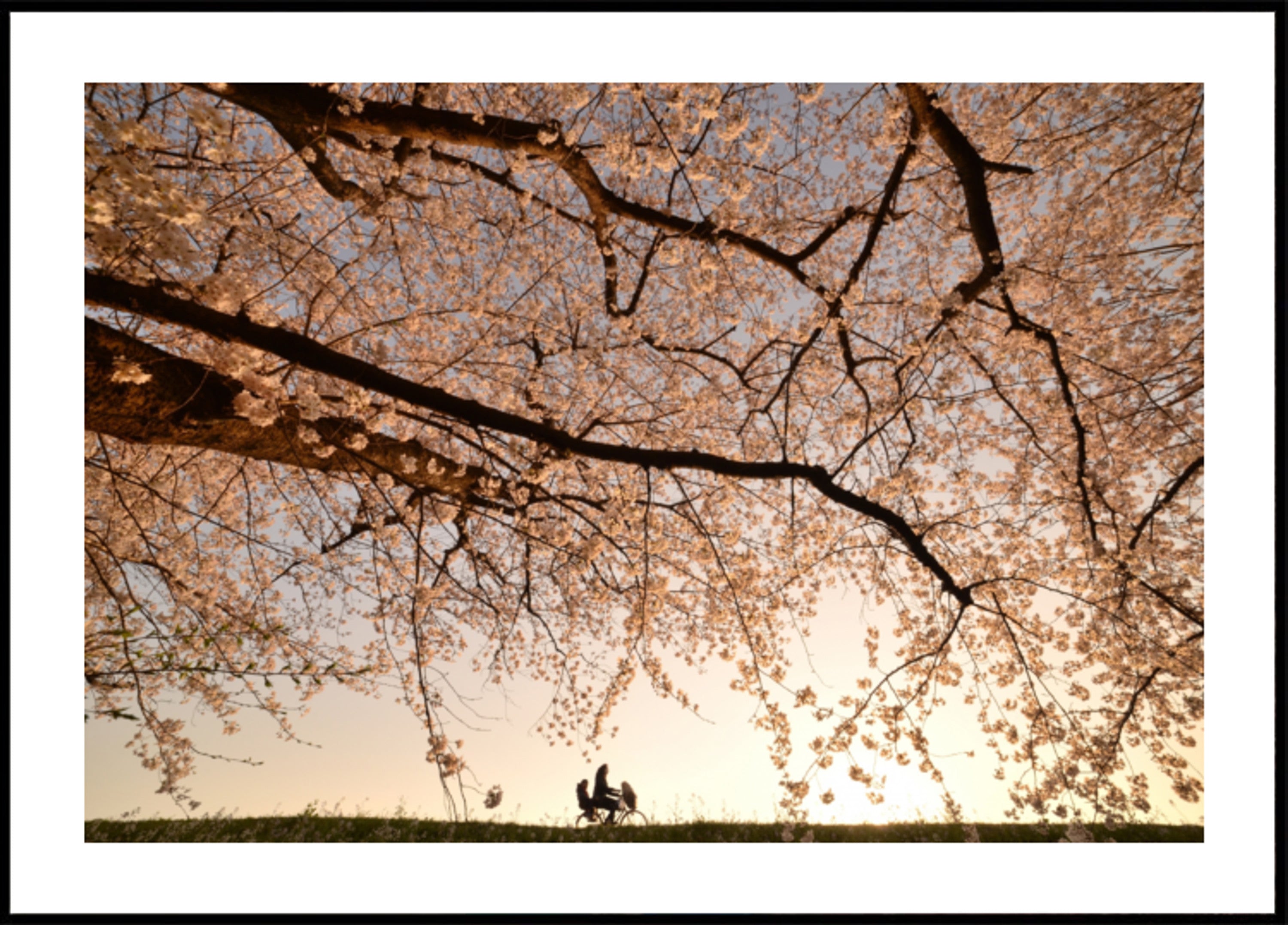 Cherry Blossoms Sunset Ride