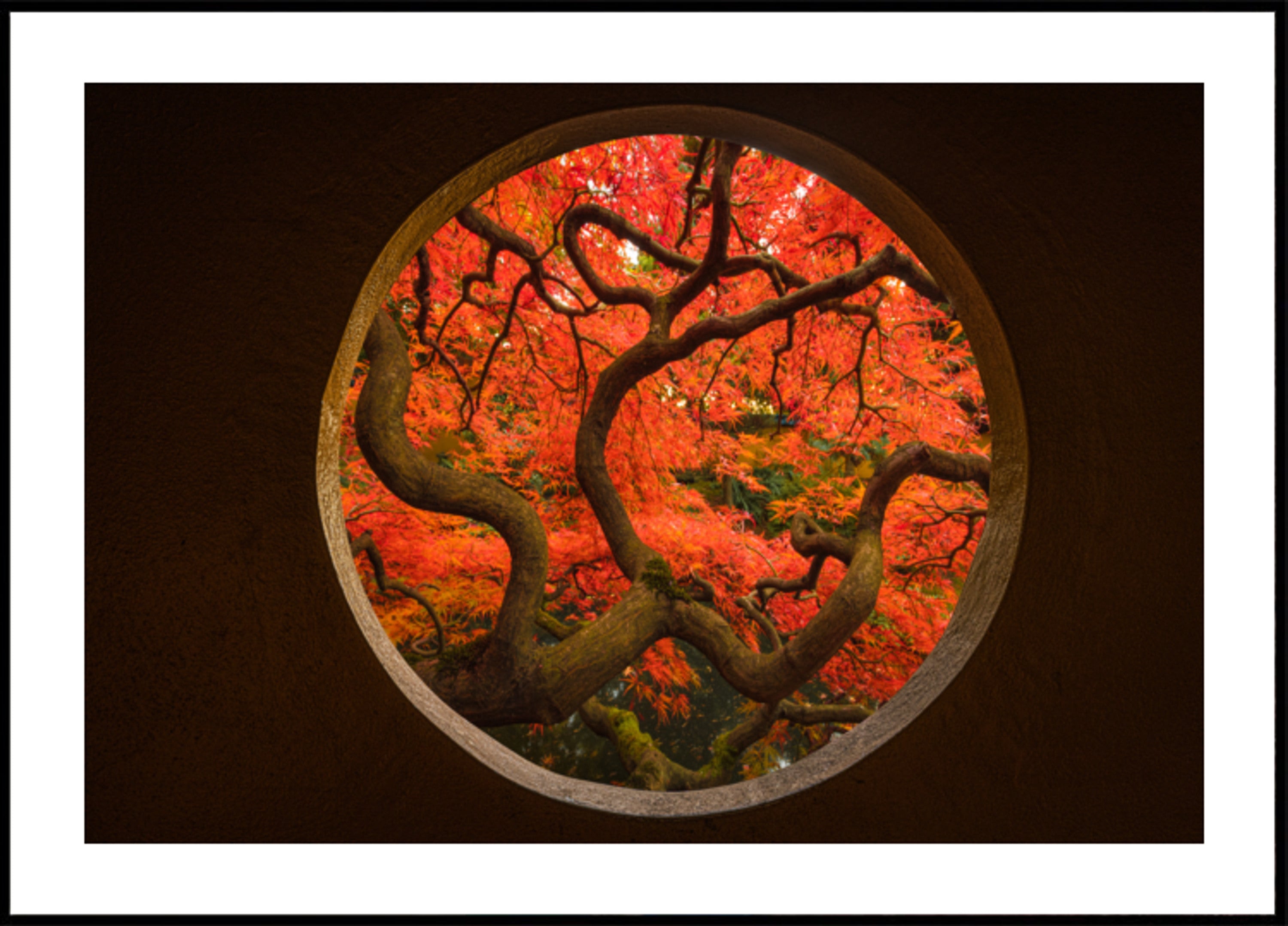 Autumn Maple Portal
