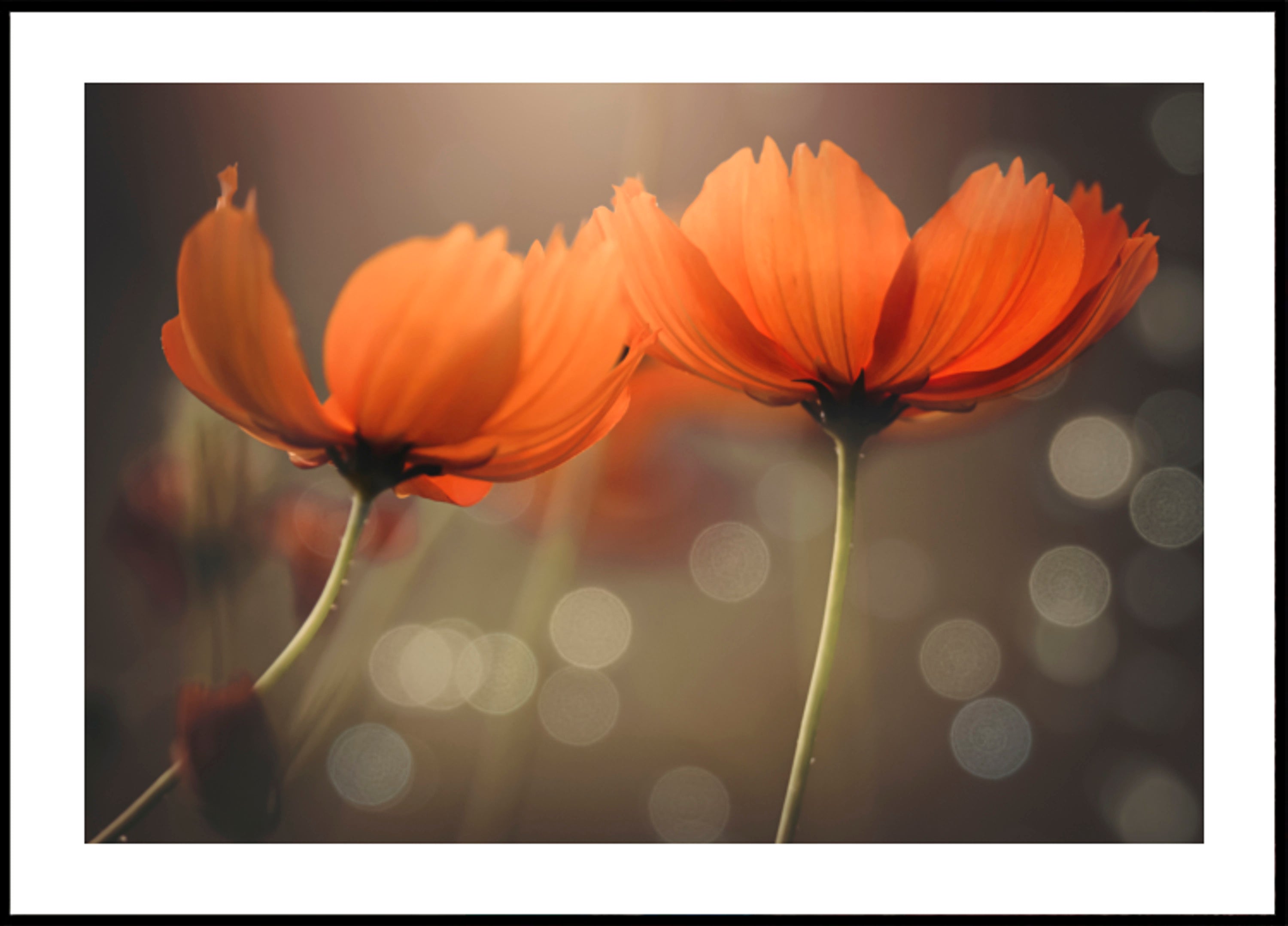 Glowing Cosmos Flowers