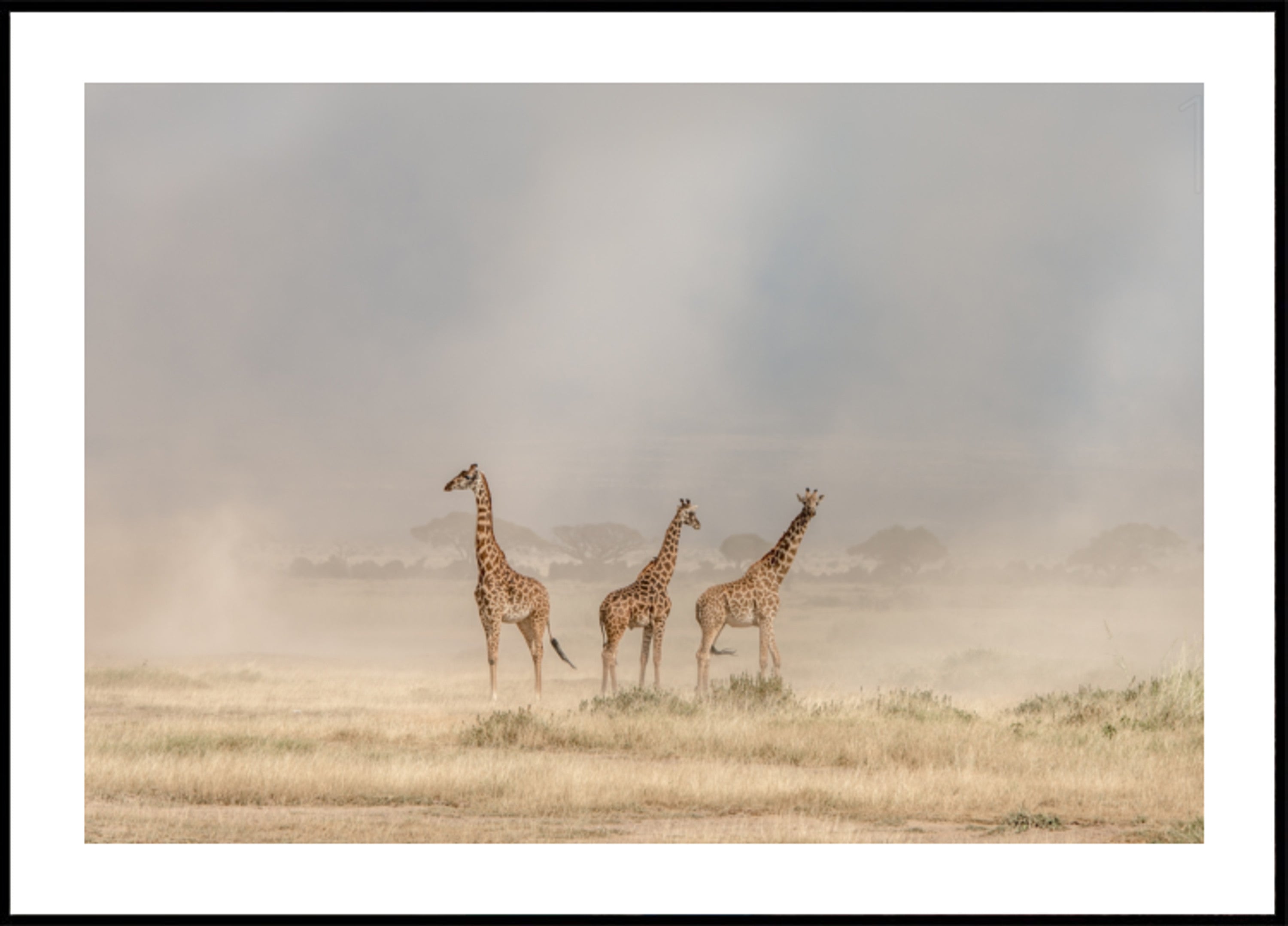 Giraffes in Golden Dust