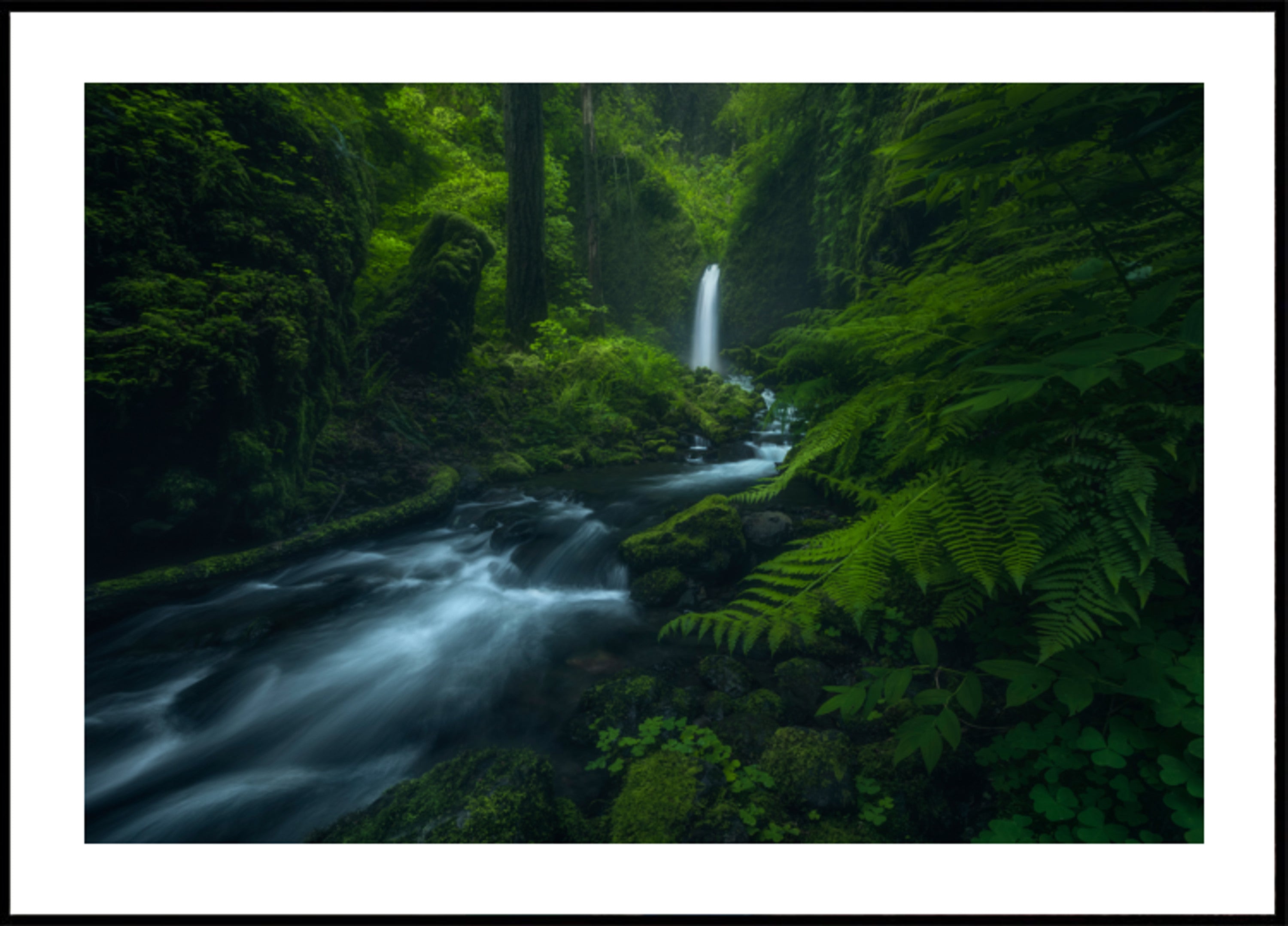 Flowing Forest Falls