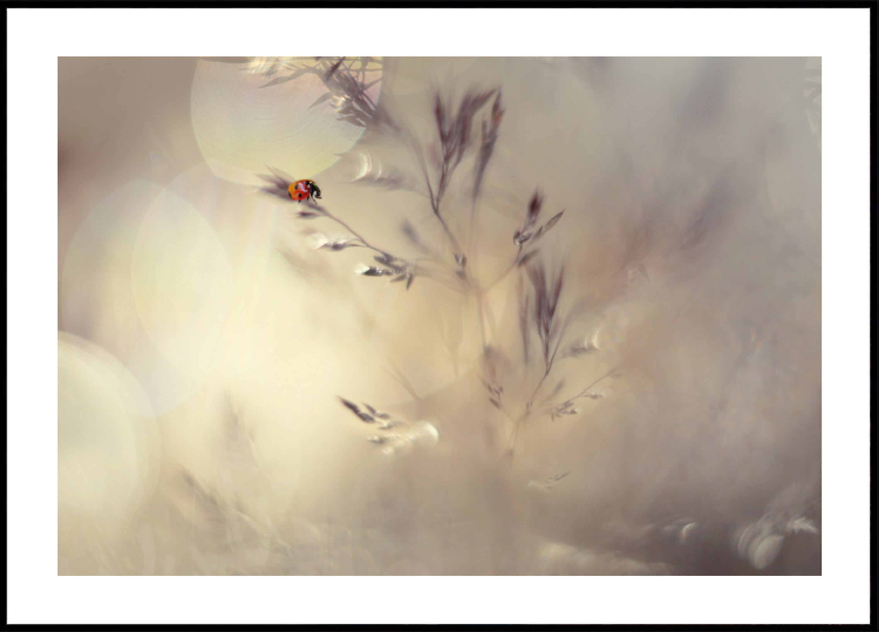 Dreamy Ladybug Bokeh