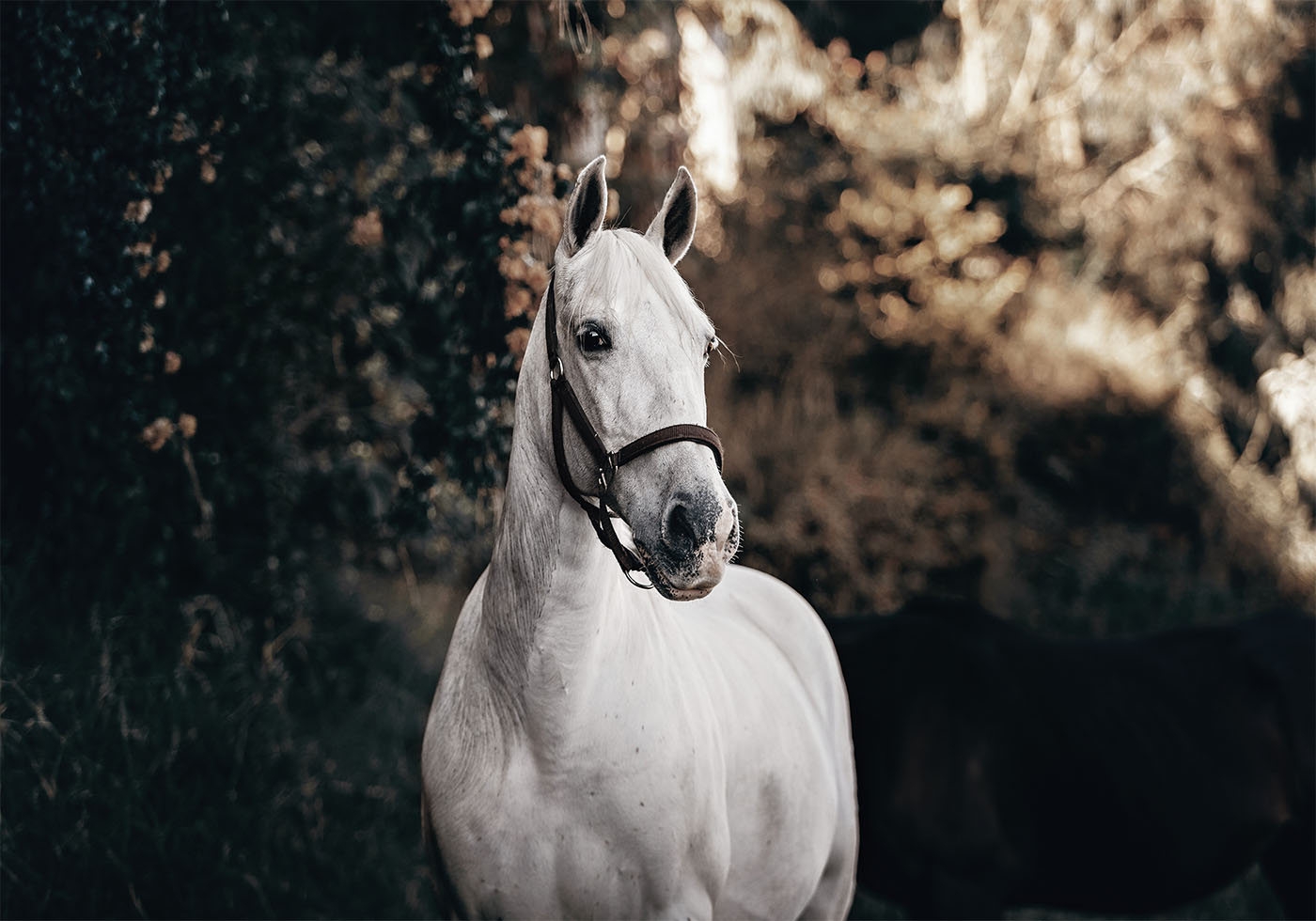 White Horse Poster