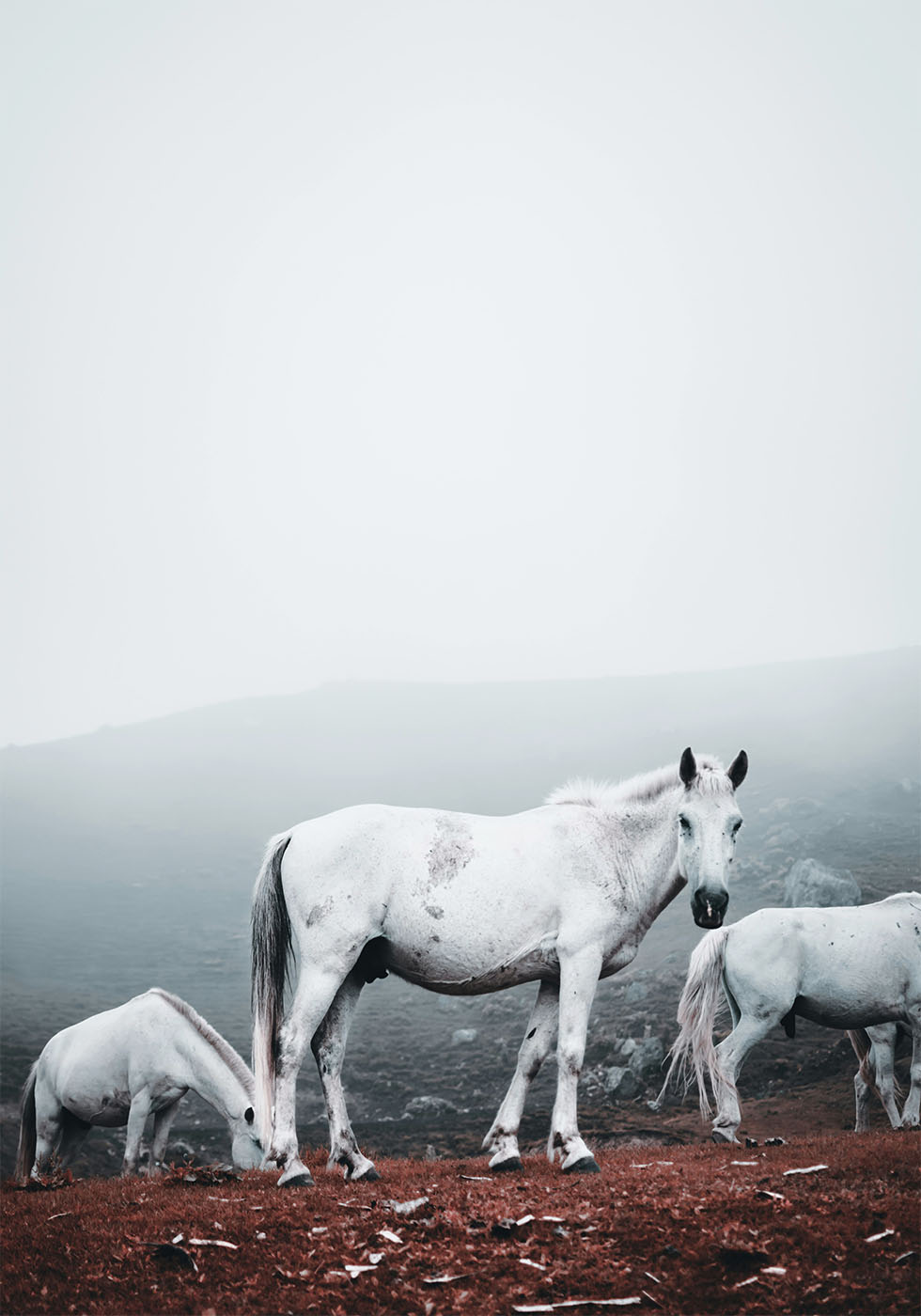 White Horses in The Fog Poster